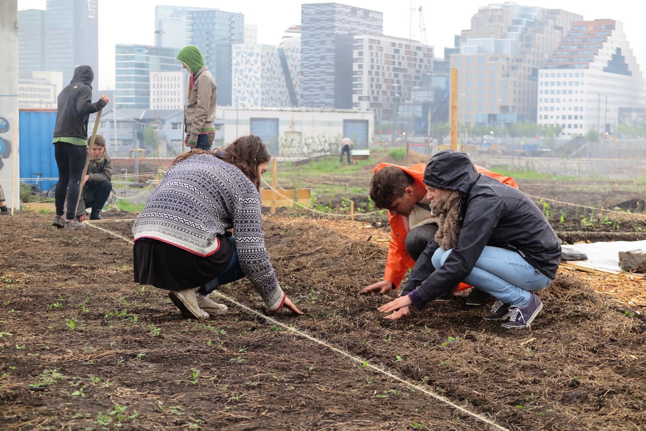 How horses and people plow in Oslo - My, Norway, Garden, Horses, Work, Oslo, Longpost