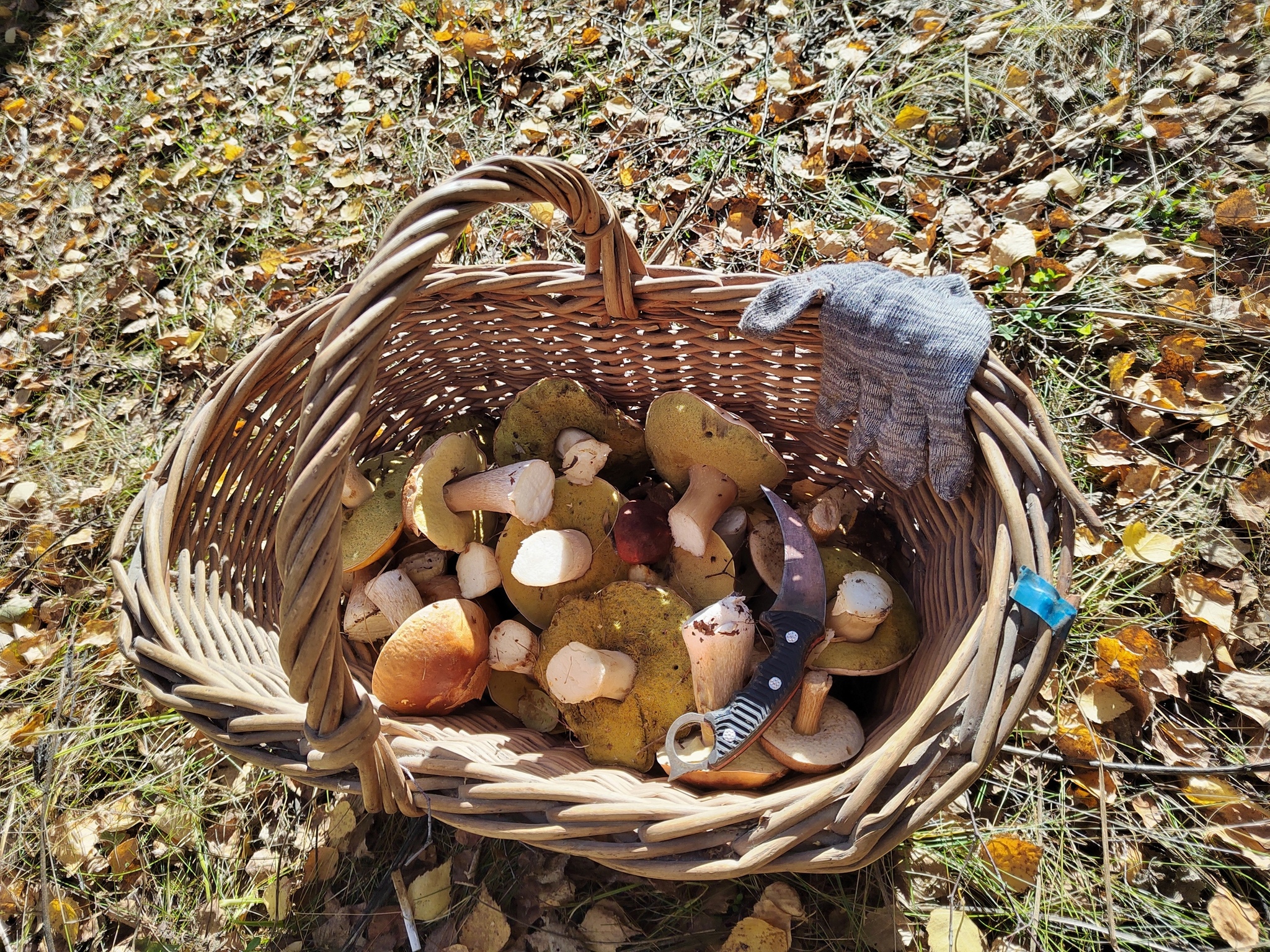 Silent hunting in the last warm days - My, Nature, Village, Mushrooms, Forest, Photo on sneaker, Longpost