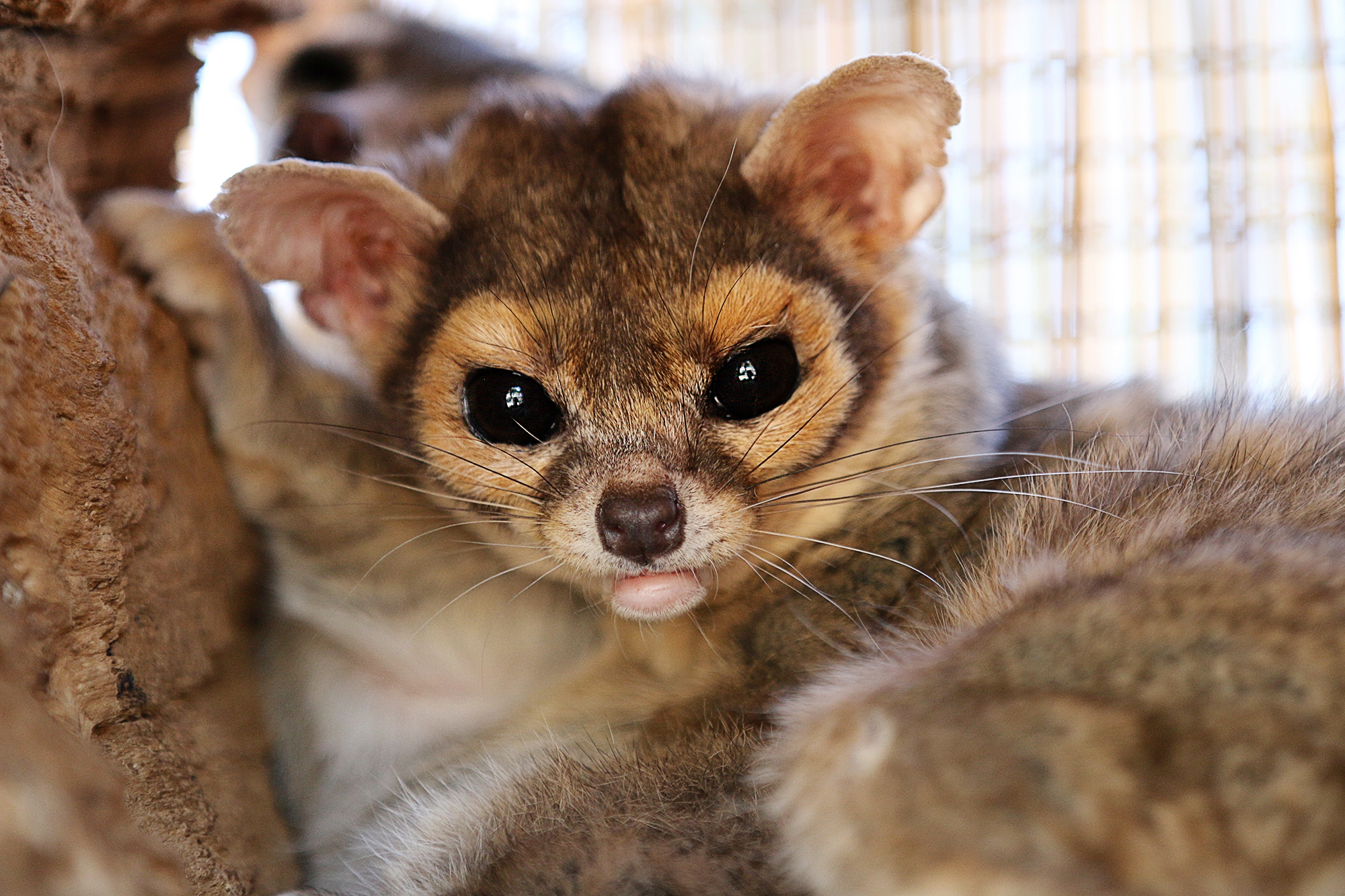 Cat raccoon - kakomitsli - Predatory animals, Raccoon, North America, wildlife