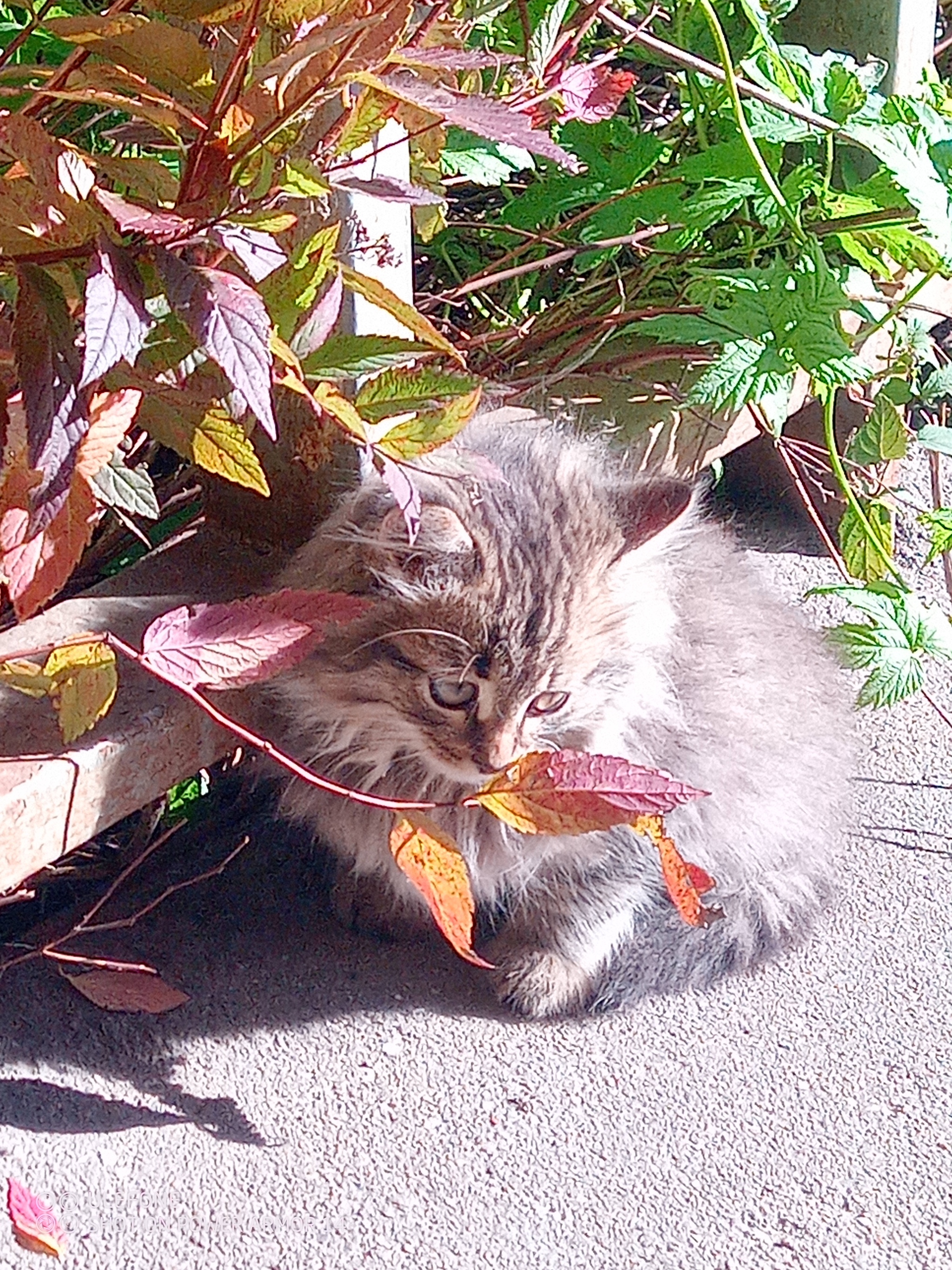 Kittens. Moscow region - My, Kittens, Black cat, Longpost, cat, In good hands, Moscow region