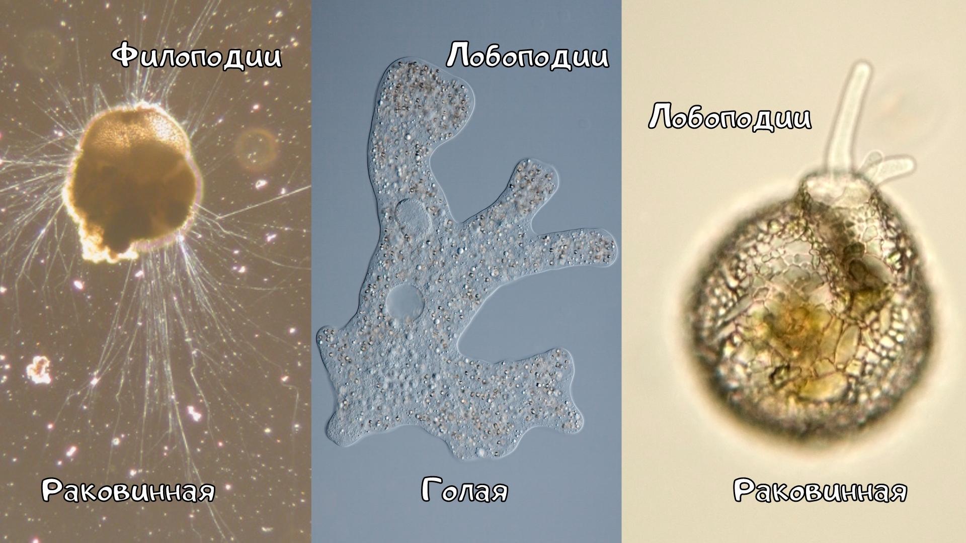 Such different amoebas - My, Biology, Nauchpop, The science, Scientists, Research, Amoeba, Video, Soundless, Youtube, Longpost