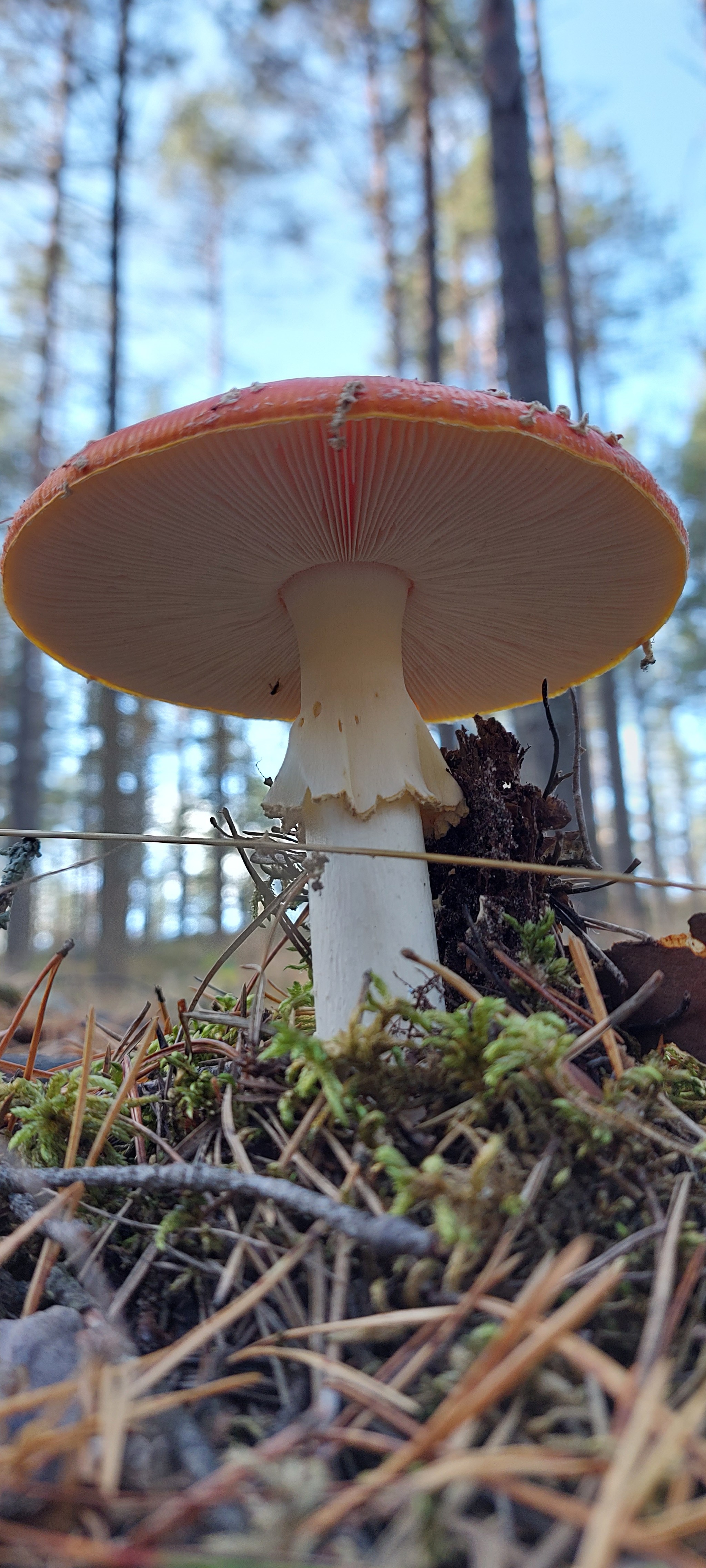 skirt - My, The photo, Mobile photography, Fly agaric, Forest, Mushrooms