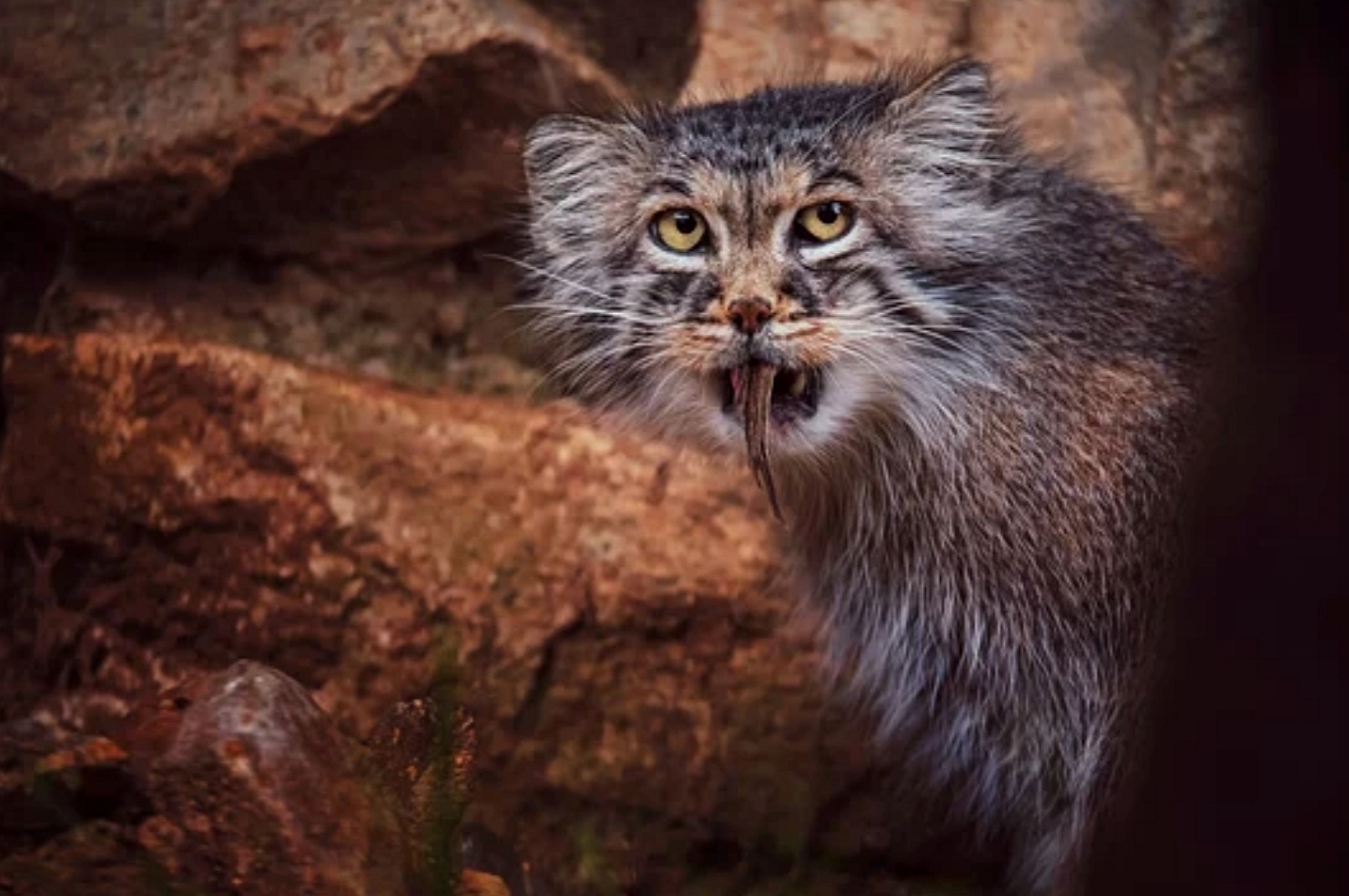 Closed for lunch - Pallas' cat, Pet the cat, Small cats, Cat family, Wild animals, Fluffy, The photo