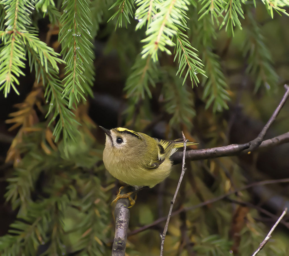 In the forest everything is yellower and yellower - My, Ornithology, Photo hunting, Birds, The nature of Russia, Schelkovo, Autumn, Forest, Kinglet, Longpost, Goldcrest
