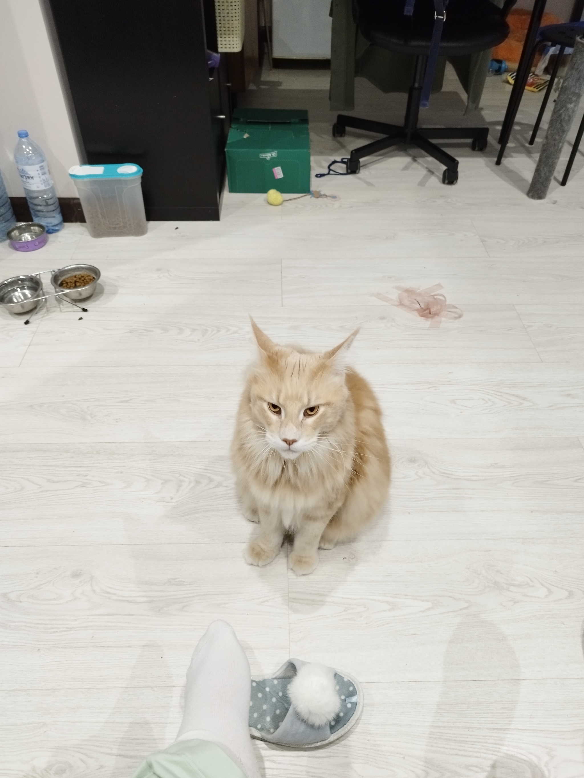 Let's eat! - My, Maine Coon, cat