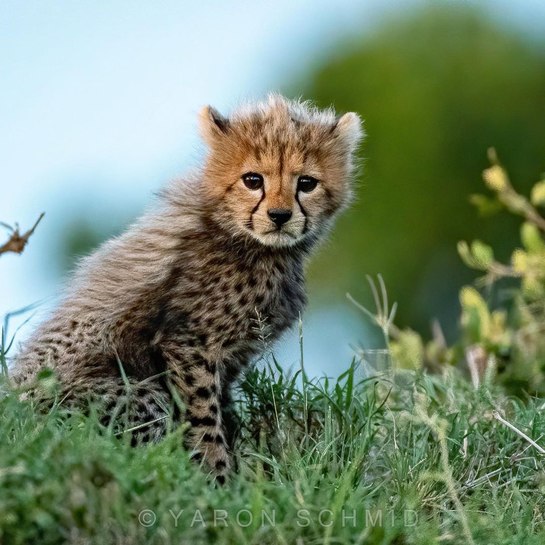 sad little - Cheetah, Rare view, Small cats, Cat family, Mammals, Animals, Wild animals, wildlife, Nature, Reserves and sanctuaries, Masai Mara, Africa, The photo, Young