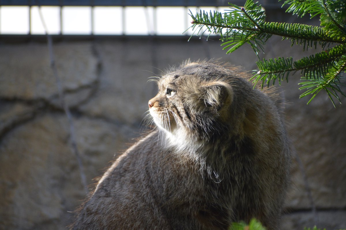 Luuuuuch of the golden sun... - Pallas' cat, Pet the cat, Cat family, Small cats