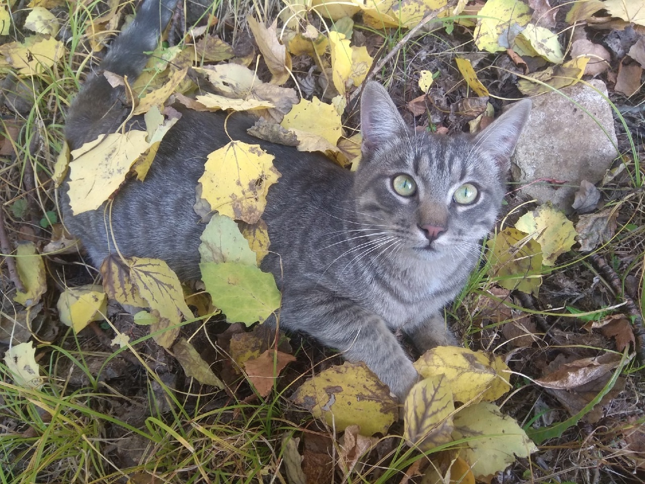 The power of Pikabu, I ask for help from everyone !!! ((( - My, Helping animals, Lost, SOS, Kindness, Indifference, The strength of the Peekaboo, Repost, Together, looking for friends, Animals, cat, Belief in people, Belief in miracles, Sadness, Trouble, Hopelessness, Understanding, Good league, Tears, Longpost