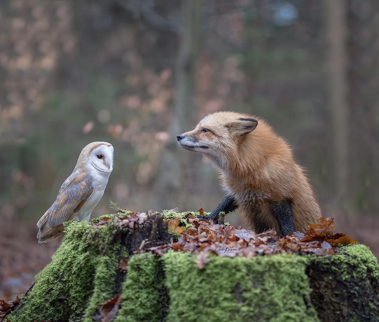 An unexpected meeting ^.^ - The photo, Animals, Milota, Fox, Owl, Barn owl