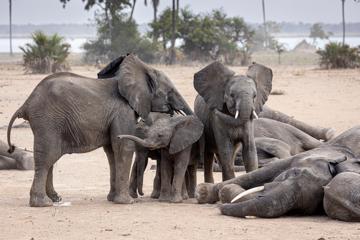 Transporting Elephants in Malawi - Elephants, Wild animals, Transportation, Malawi, Africa, Protection of Nature, Around the world, Longpost