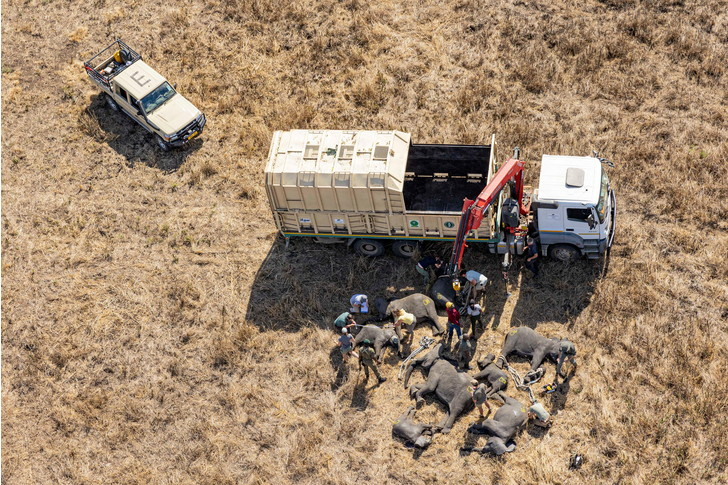 Transporting Elephants in Malawi - Elephants, Wild animals, Transportation, Malawi, Africa, Protection of Nature, Around the world, Longpost