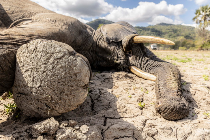 Transporting Elephants in Malawi - Elephants, Wild animals, Transportation, Malawi, Africa, Protection of Nature, Around the world, Longpost