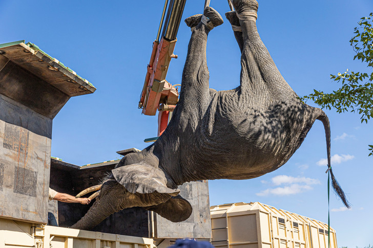 Transporting Elephants in Malawi - Elephants, Wild animals, Transportation, Malawi, Africa, Protection of Nature, Around the world, Longpost