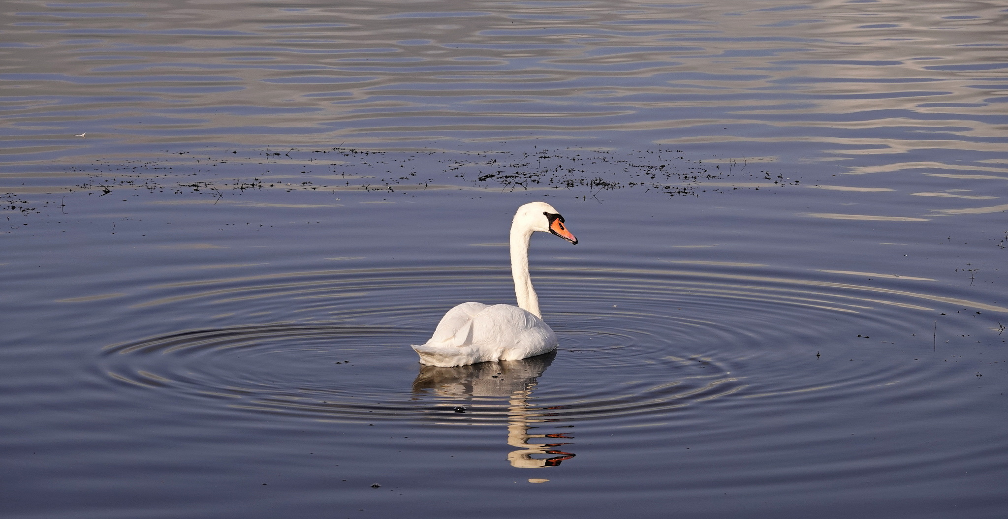 White Swan - My, Netherlands (Holland), The photo, Nature, Birds