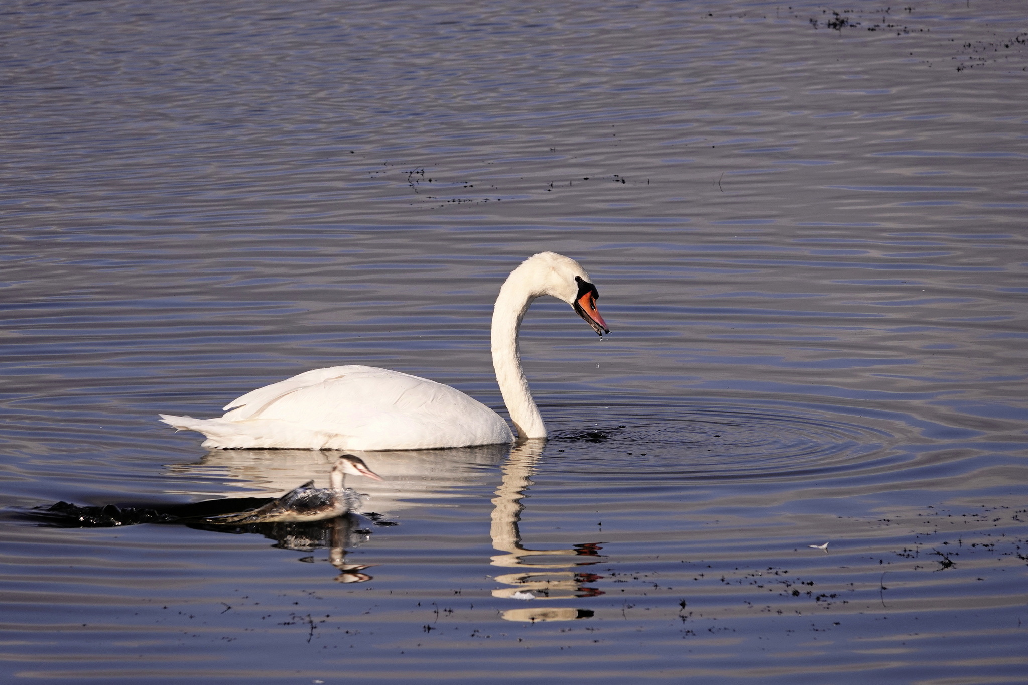 White Swan - My, Netherlands (Holland), The photo, Nature, Birds