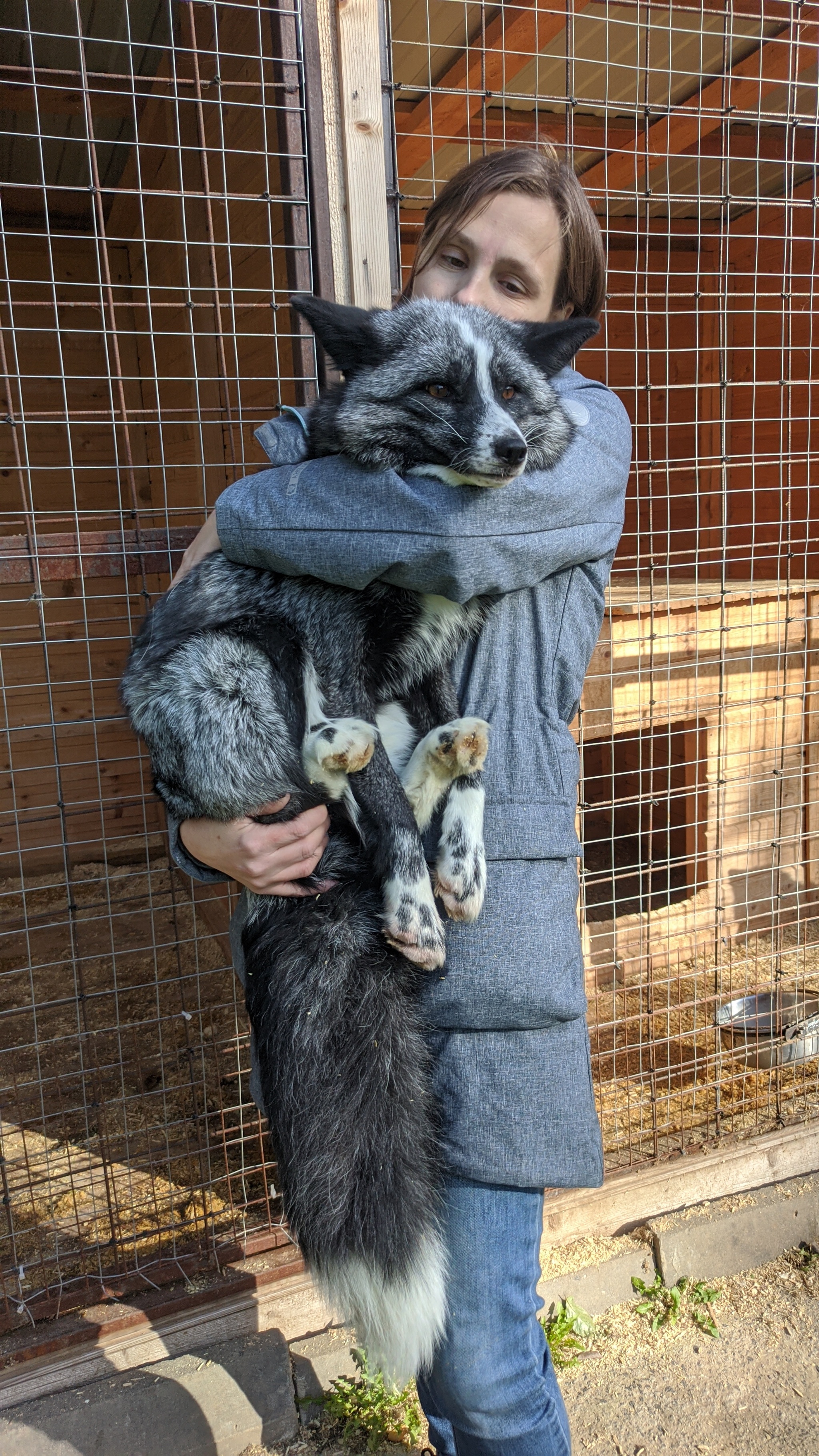 Visiting the Fox Nursery - My, Fox, Saint Petersburg, Domestic fox, Moscow, Longpost