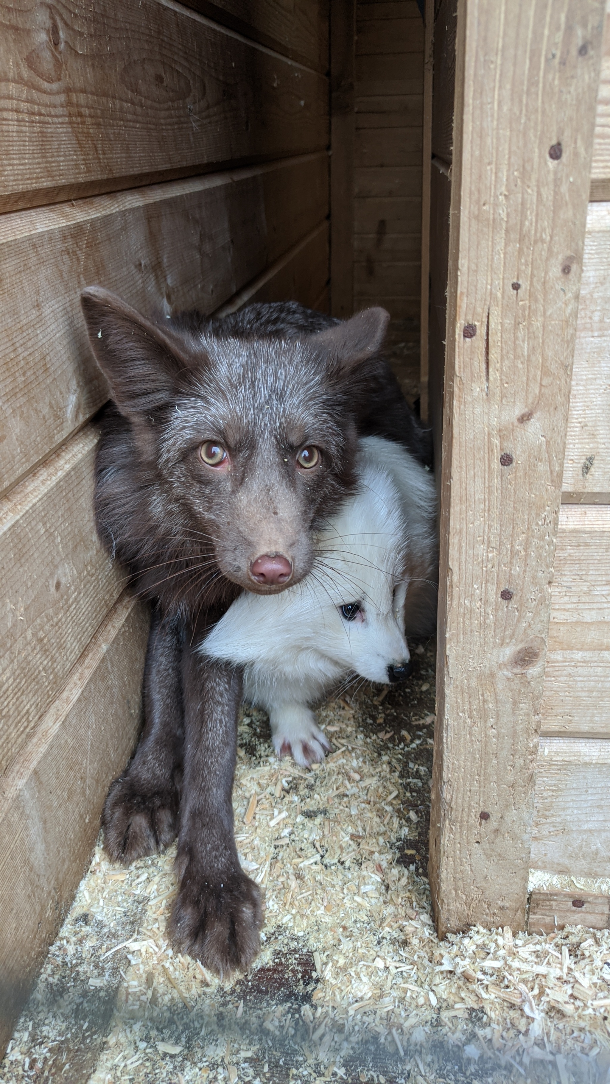 Visiting the Fox Nursery - My, Fox, Saint Petersburg, Domestic fox, Moscow, Longpost