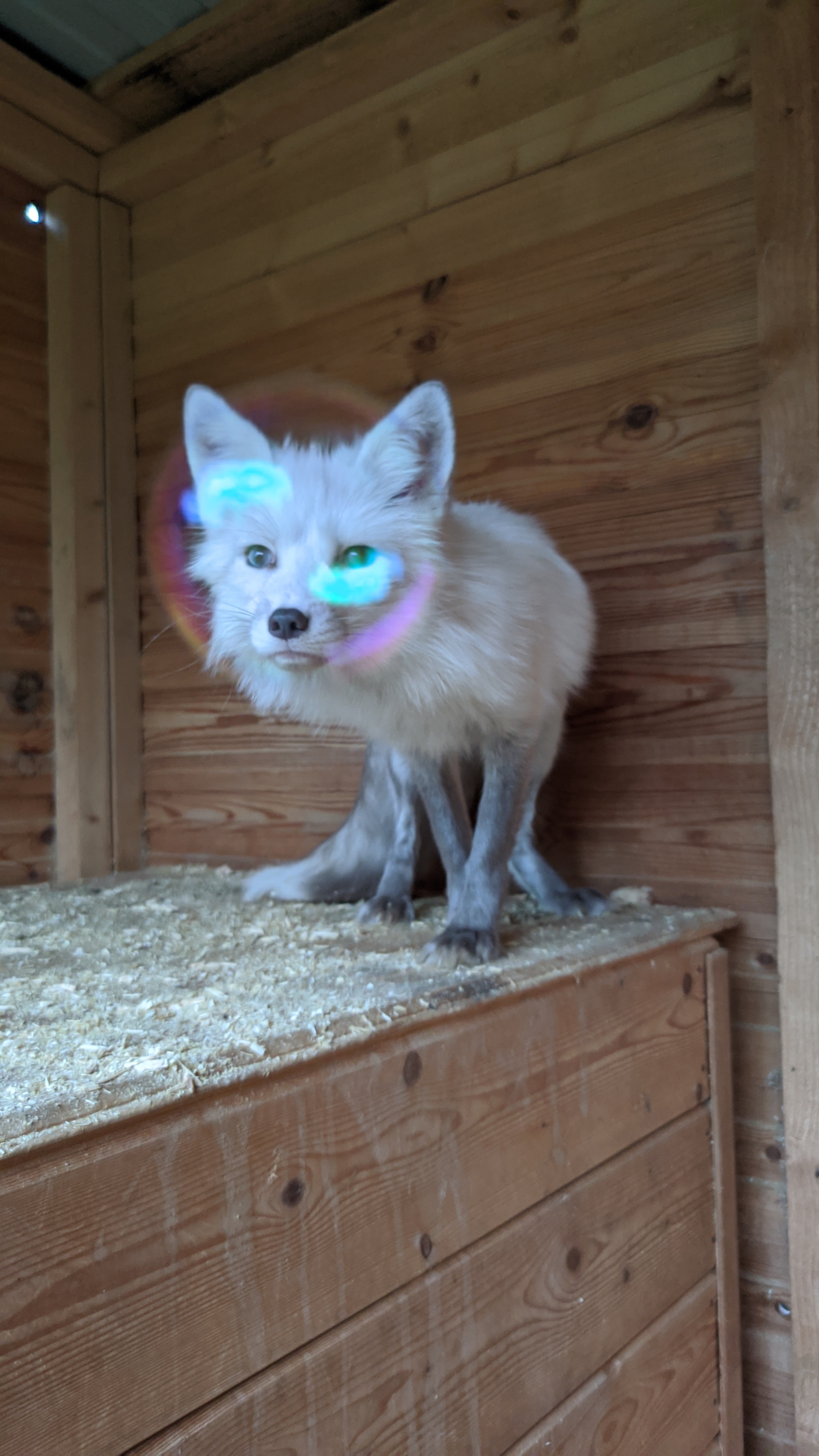 Visiting the Fox Nursery - My, Fox, Saint Petersburg, Domestic fox, Moscow, Longpost