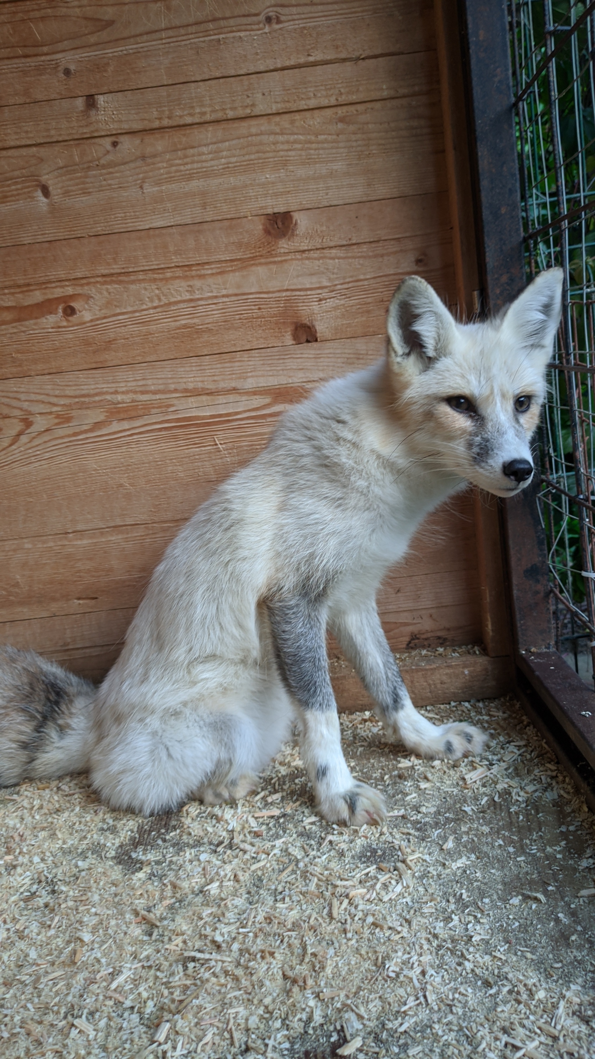 Visiting the Fox Nursery - My, Fox, Saint Petersburg, Domestic fox, Moscow, Longpost