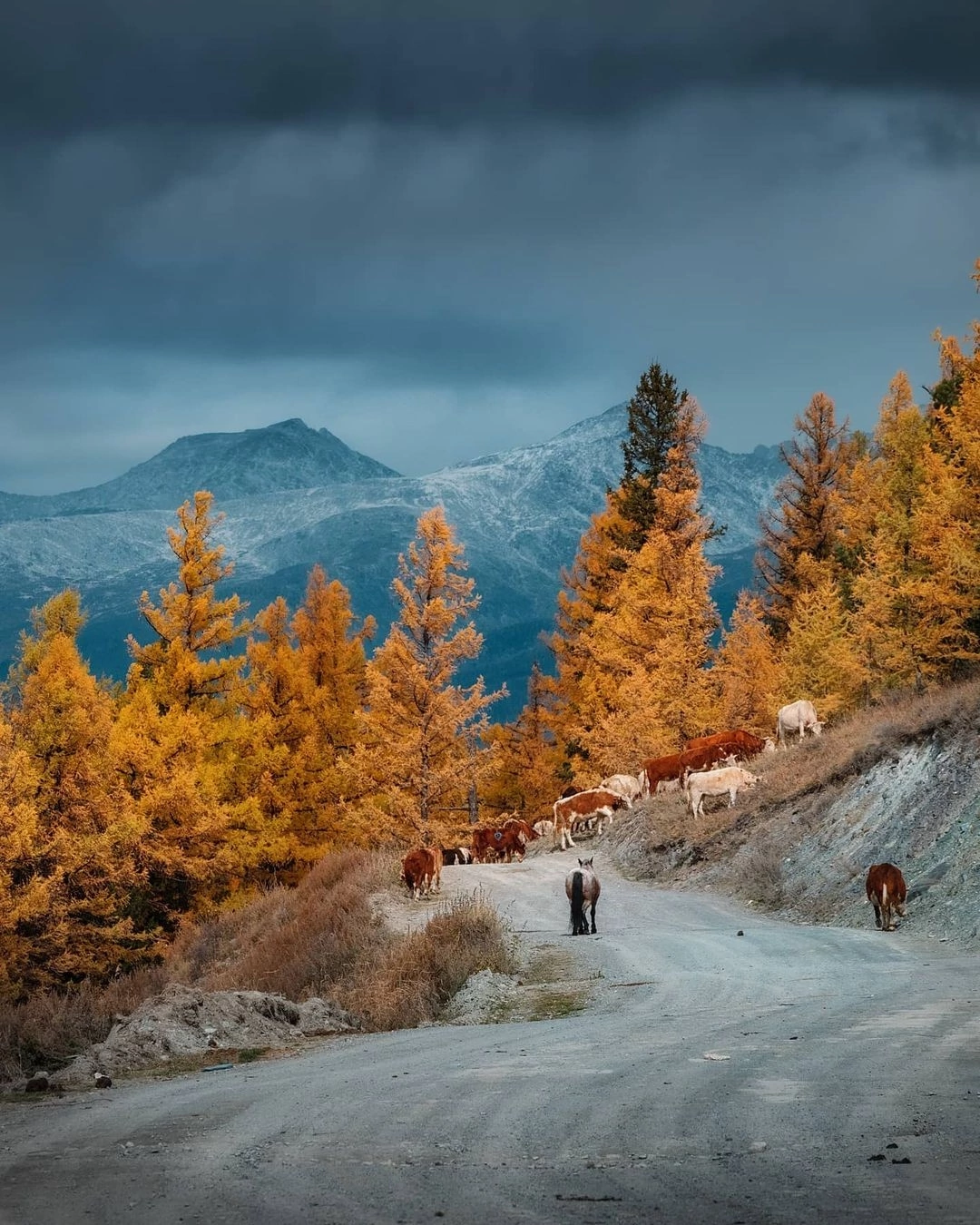 On the way to Katu-Yaryk - Katu-Yaryk, Altai Republic, The nature of Russia, The mountains, Road, Autumn, The photo