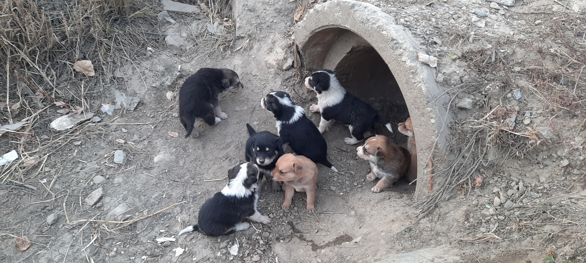 Pick up the puppies, Blagoveshchensk - Amur Region - Puppies, Dog, Take it, Blagoveshchensk, In good hands