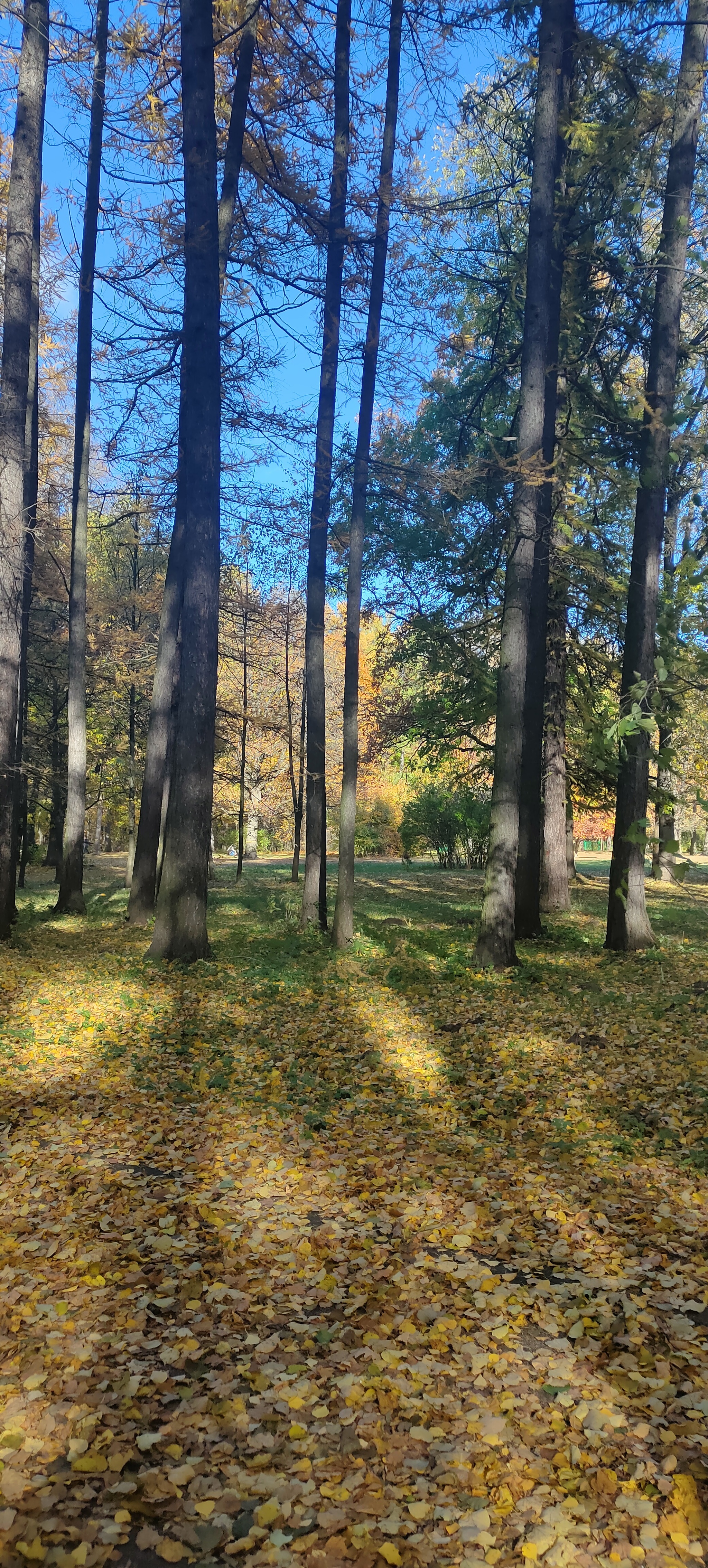 Too early to end the season - Pokatushki, Specific Park, Mobile photography, Longpost