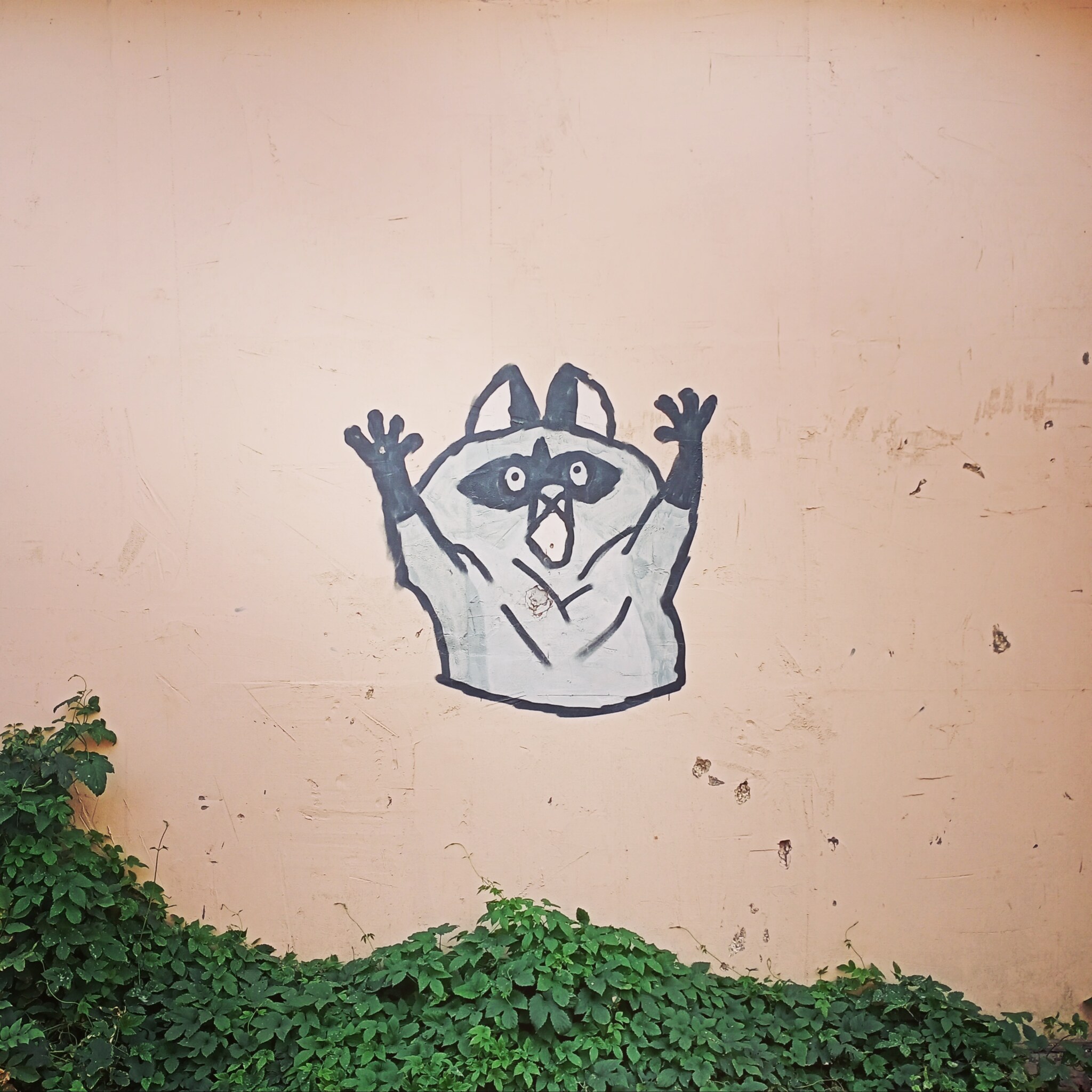 Raccoon - My, Instagram, Street photography, Raccoon, Graffiti