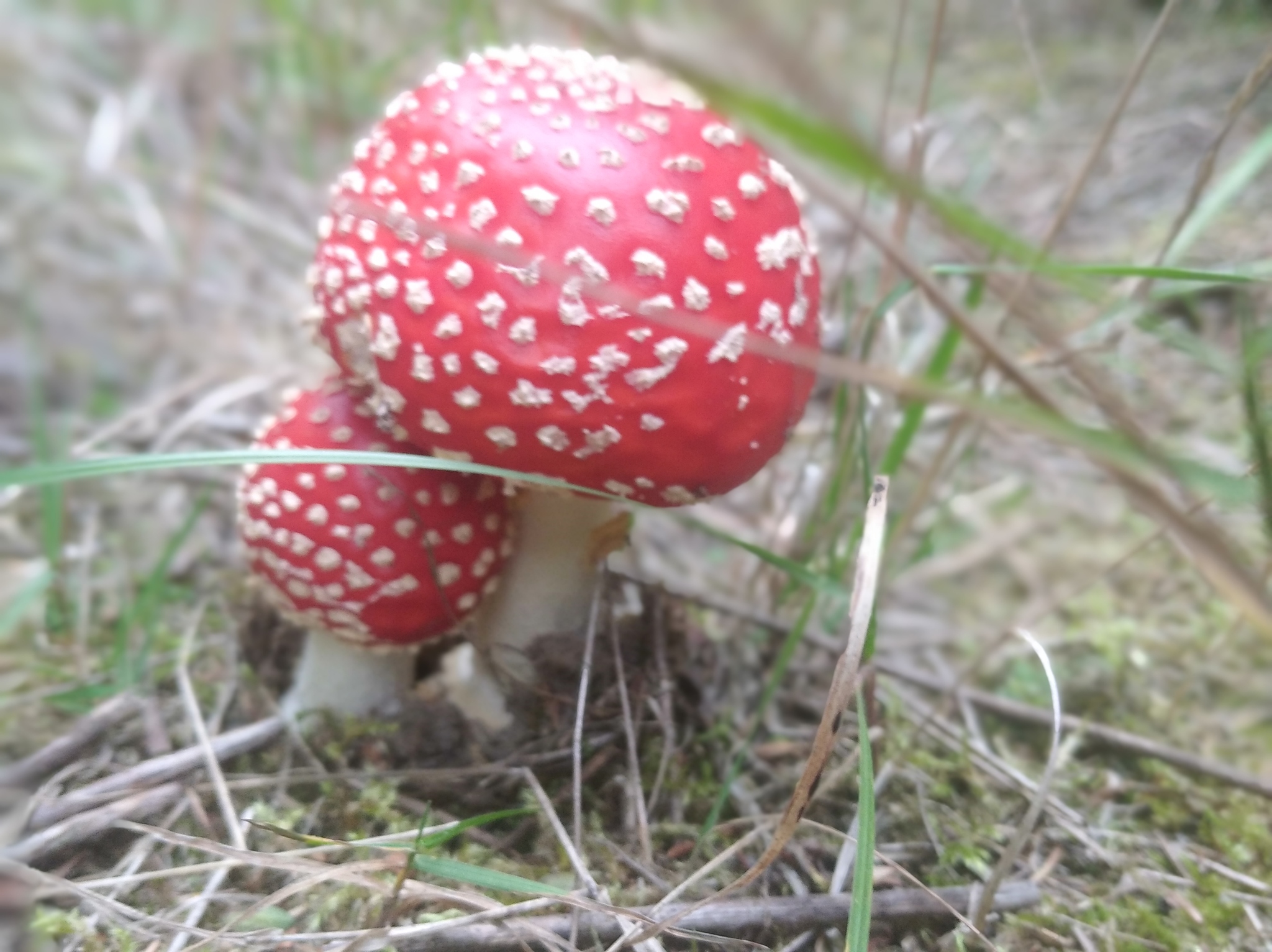 Photogenic Fly Agaric - My, The photo, Mobile photography, Mushrooms, Forest, Longpost