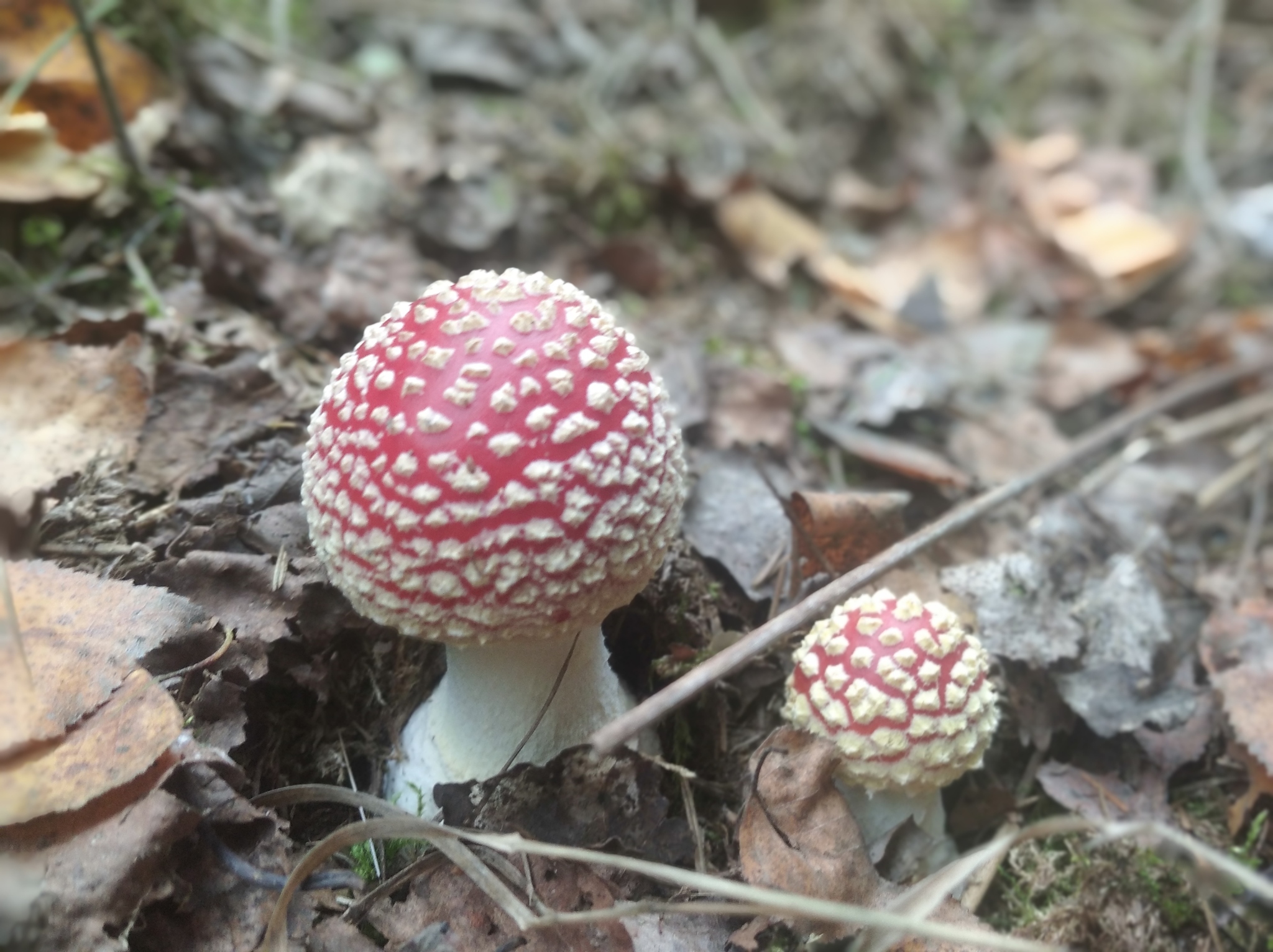 Photogenic Fly Agaric - My, The photo, Mobile photography, Mushrooms, Forest, Longpost