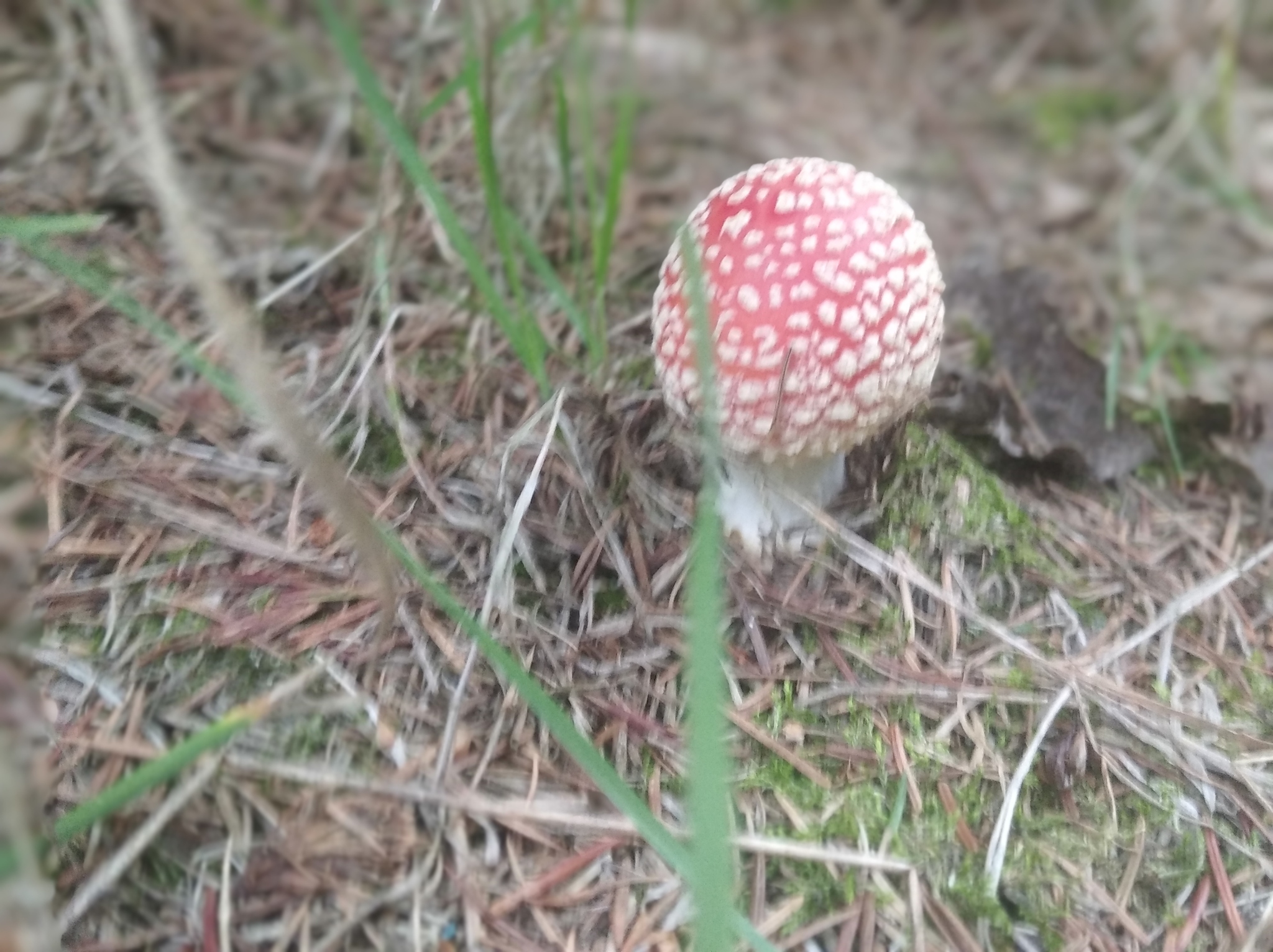 Photogenic Fly Agaric - My, The photo, Mobile photography, Mushrooms, Forest, Longpost