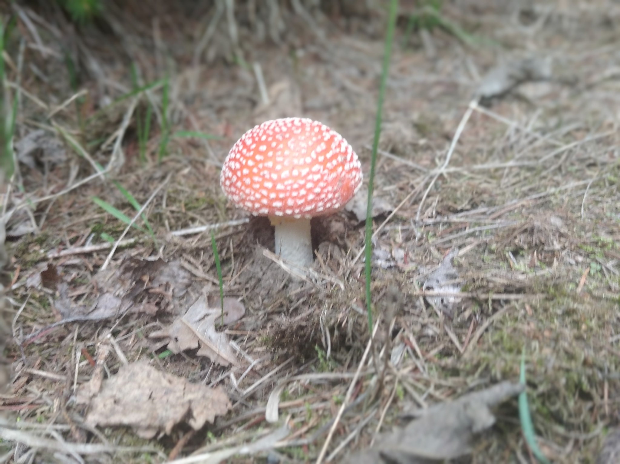 Photogenic Fly Agaric - My, The photo, Mobile photography, Mushrooms, Forest, Longpost