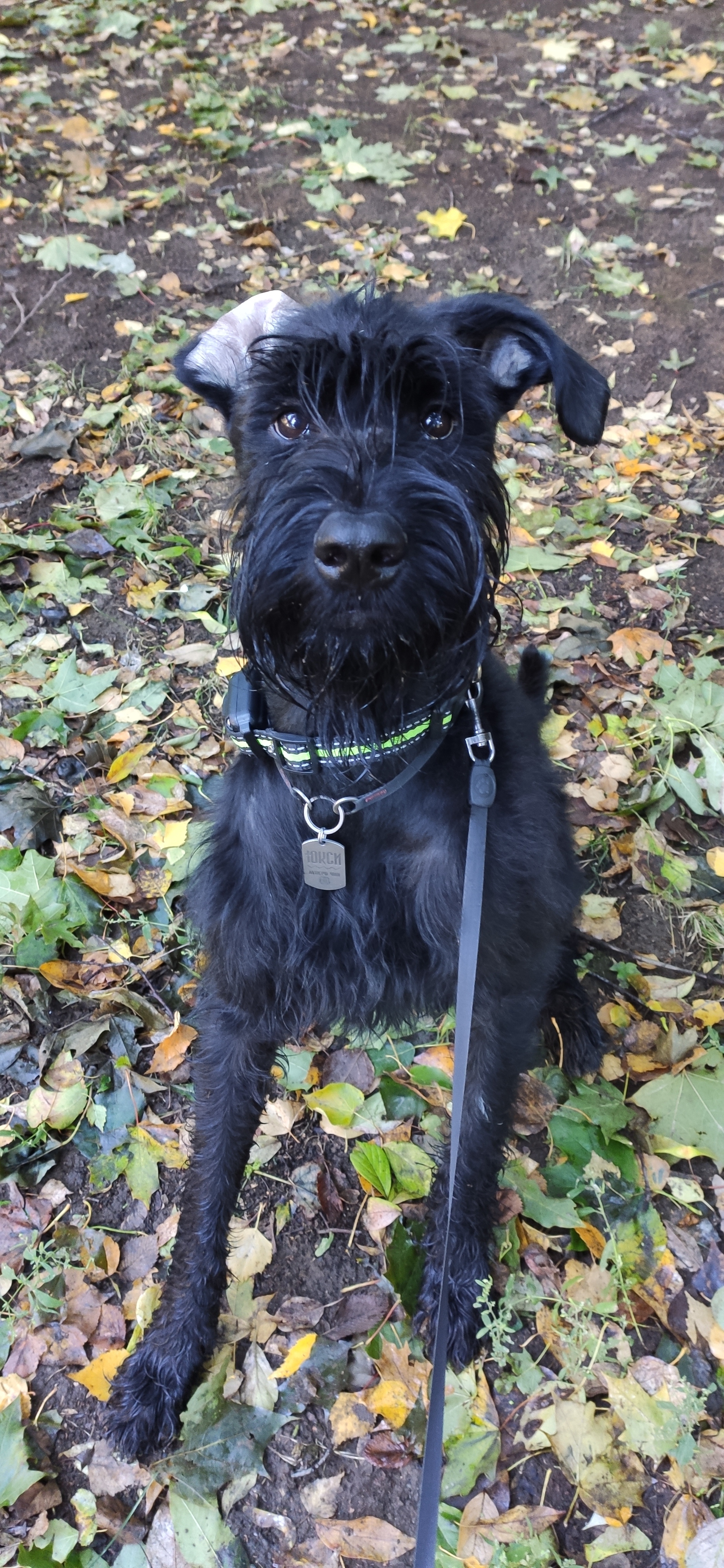 The recipe for simple happiness - get yourself a dog - Dog, Giant schnauzer, Autumn, Vertical video, Video