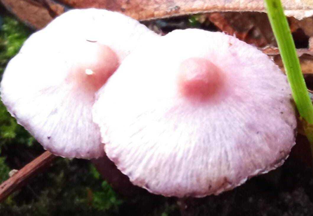 So they ask for a tooth - Mushrooms, It seemed, Nipples