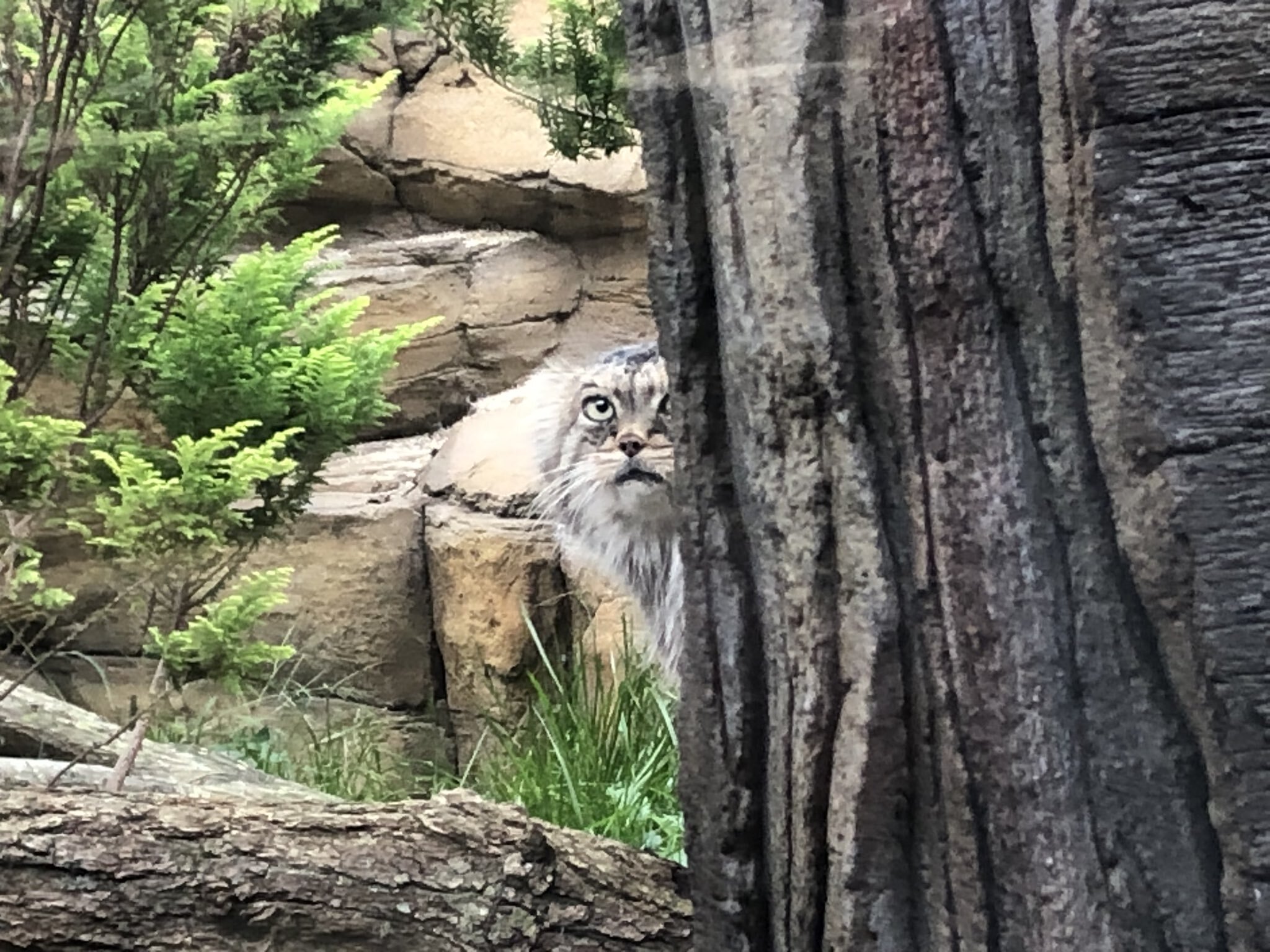 Who's there? Morning? Come back later, everyone is still sleeping :3 - Pallas' cat, Pet the cat, Cat family, Small cats