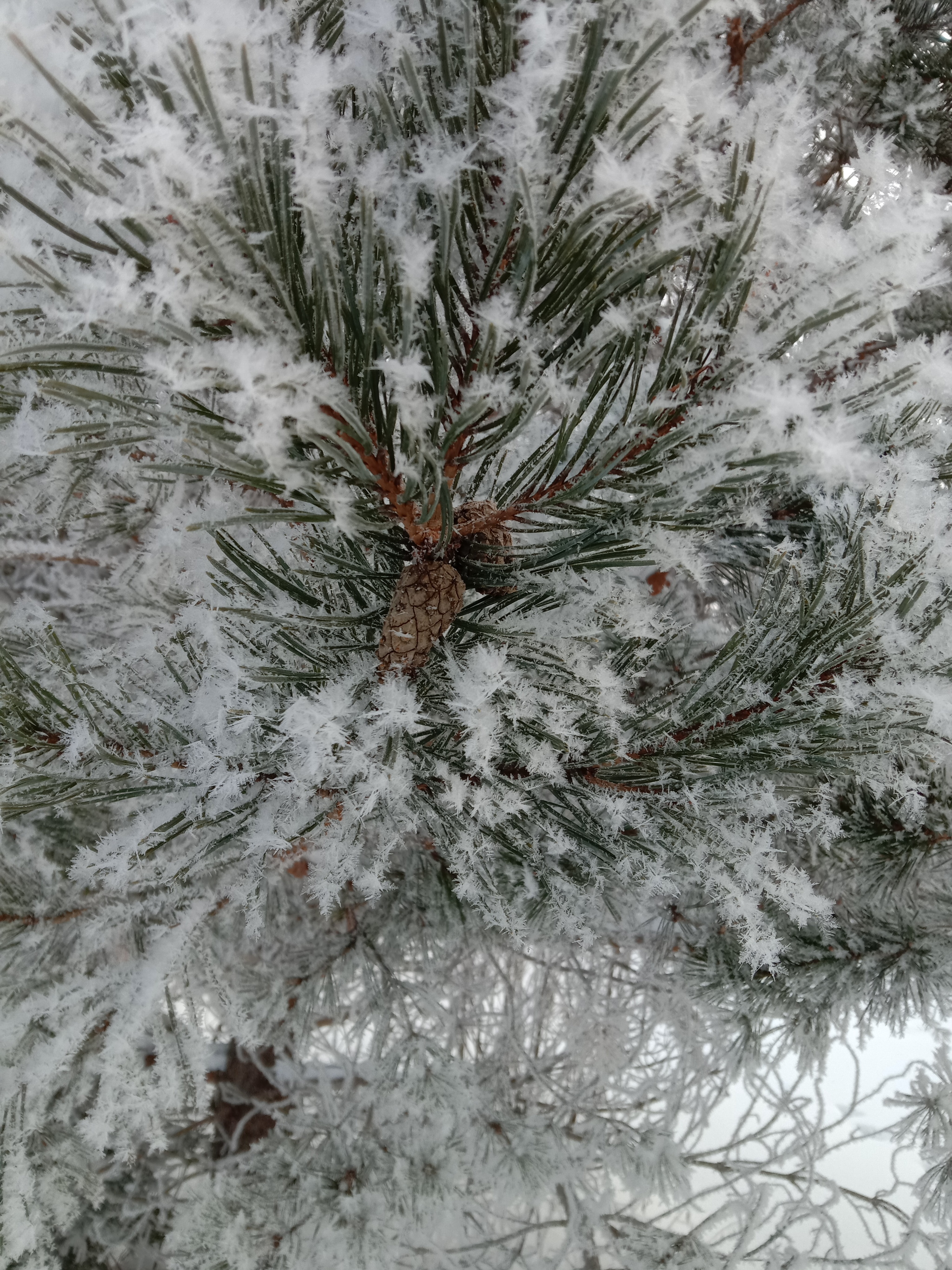 A bit of winter... - My, The photo, Winter, Dog, Perm Territory, Snow, Nature