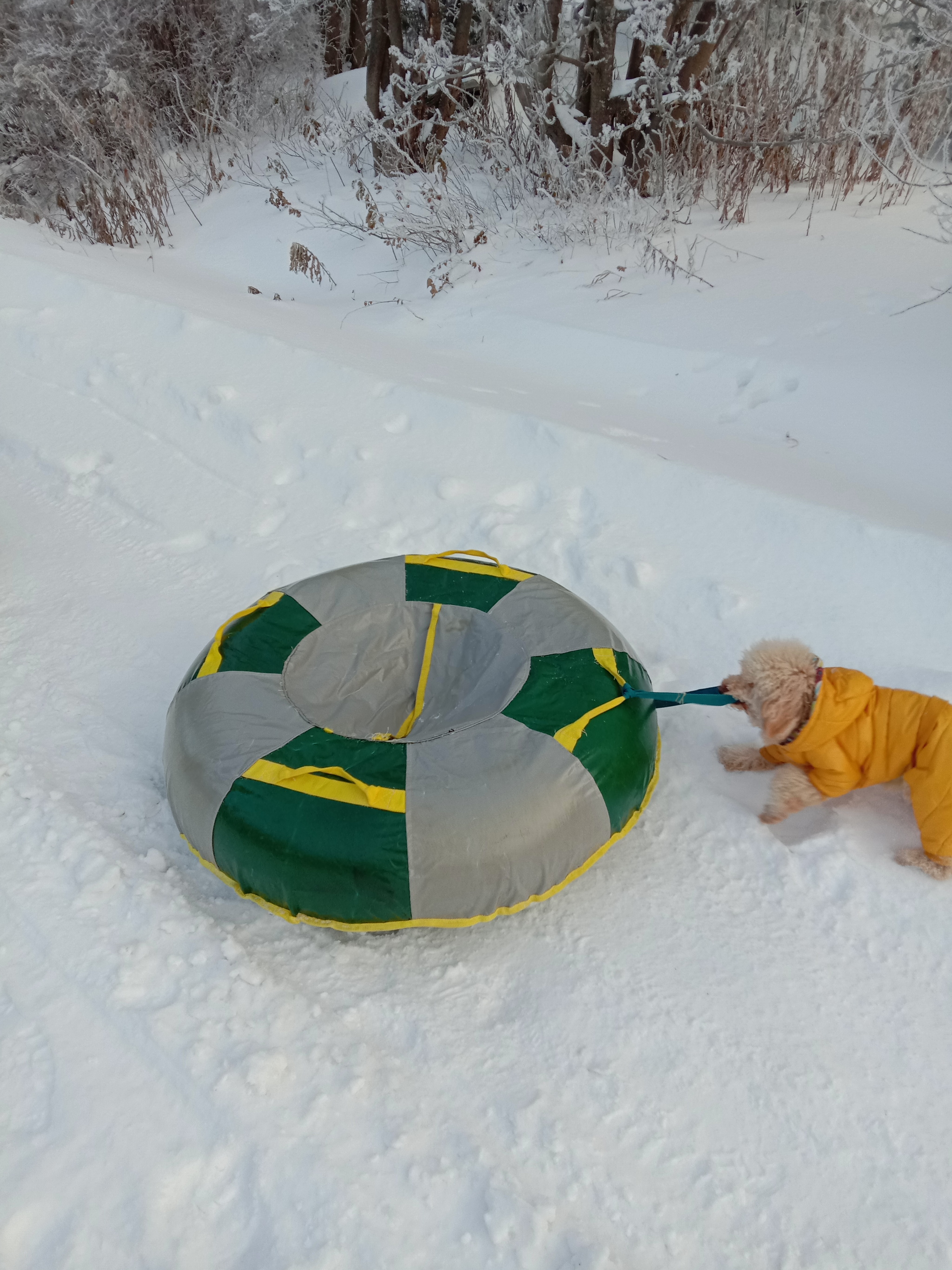 A bit of winter... - My, The photo, Winter, Dog, Perm Territory, Snow, Nature