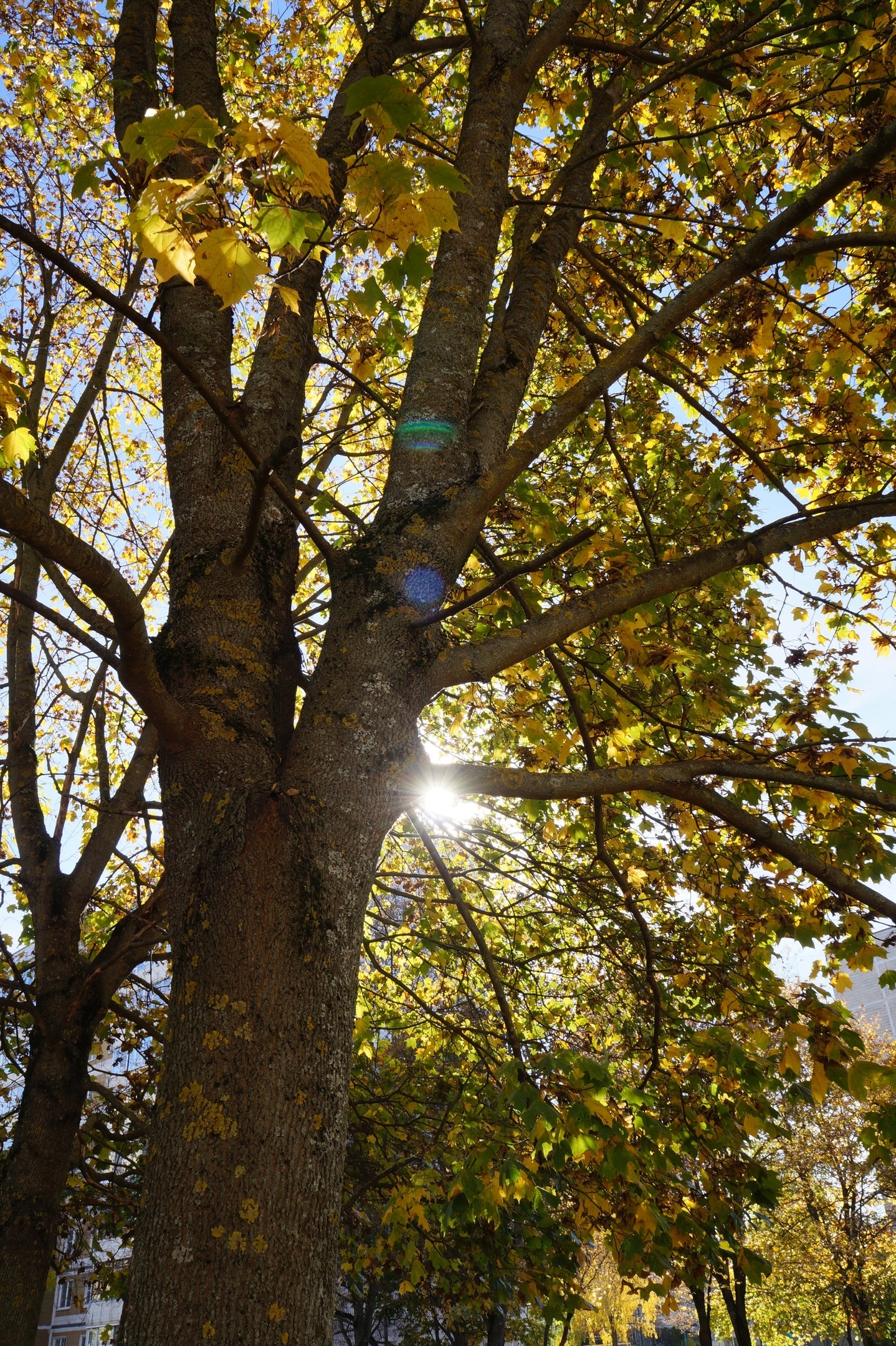 Sunny Tuesday in Obninsk - My, Obninsk, The photo, Autumn, Longpost