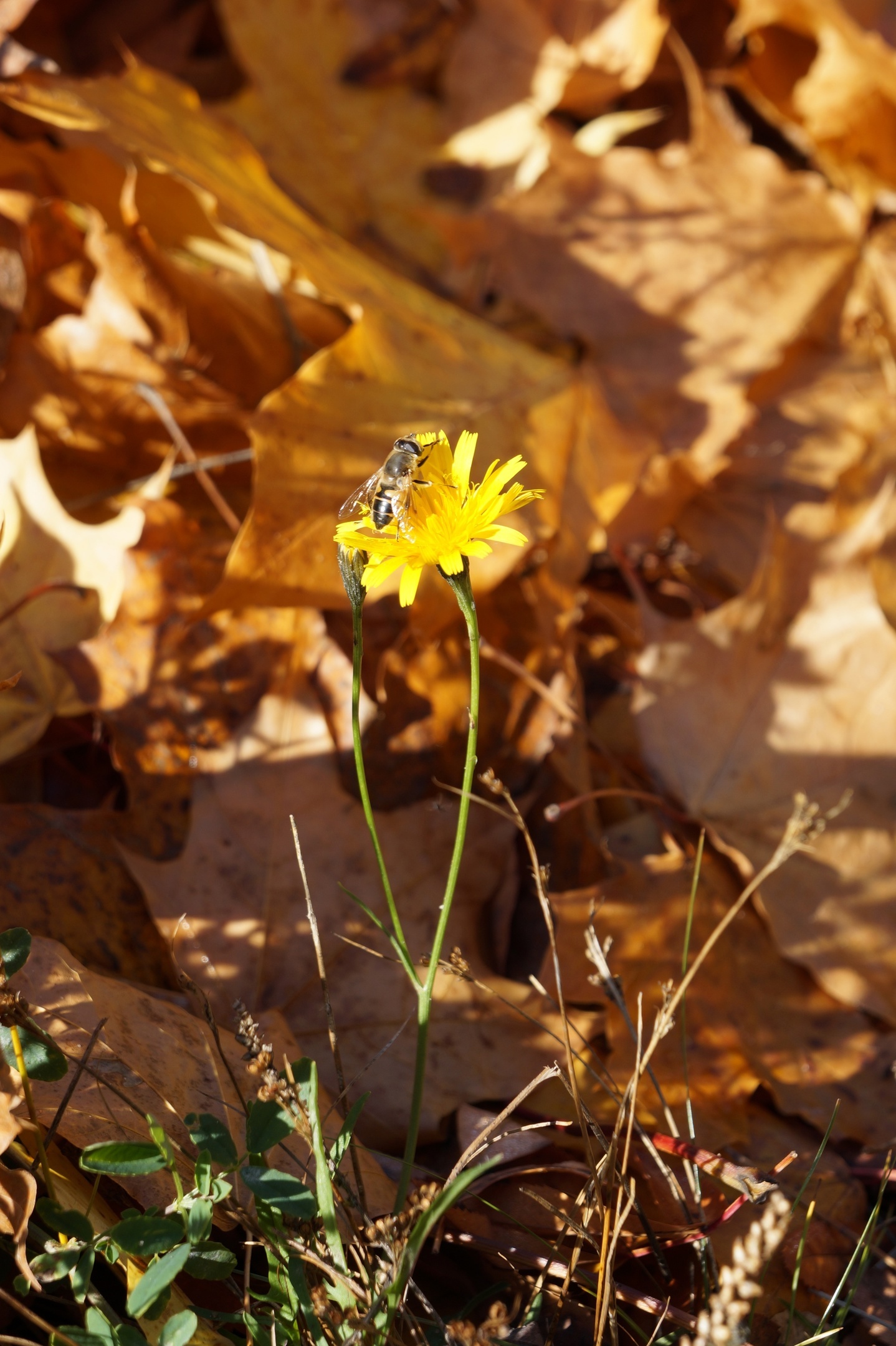 Sunny Tuesday in Obninsk - My, Obninsk, The photo, Autumn, Longpost