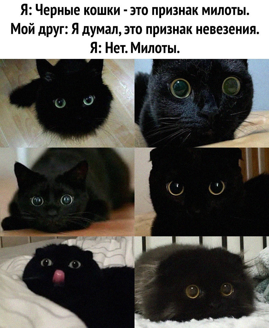 Lovely fluffy balls - cat, Black cat, Milota, Fluffy, Picture with text