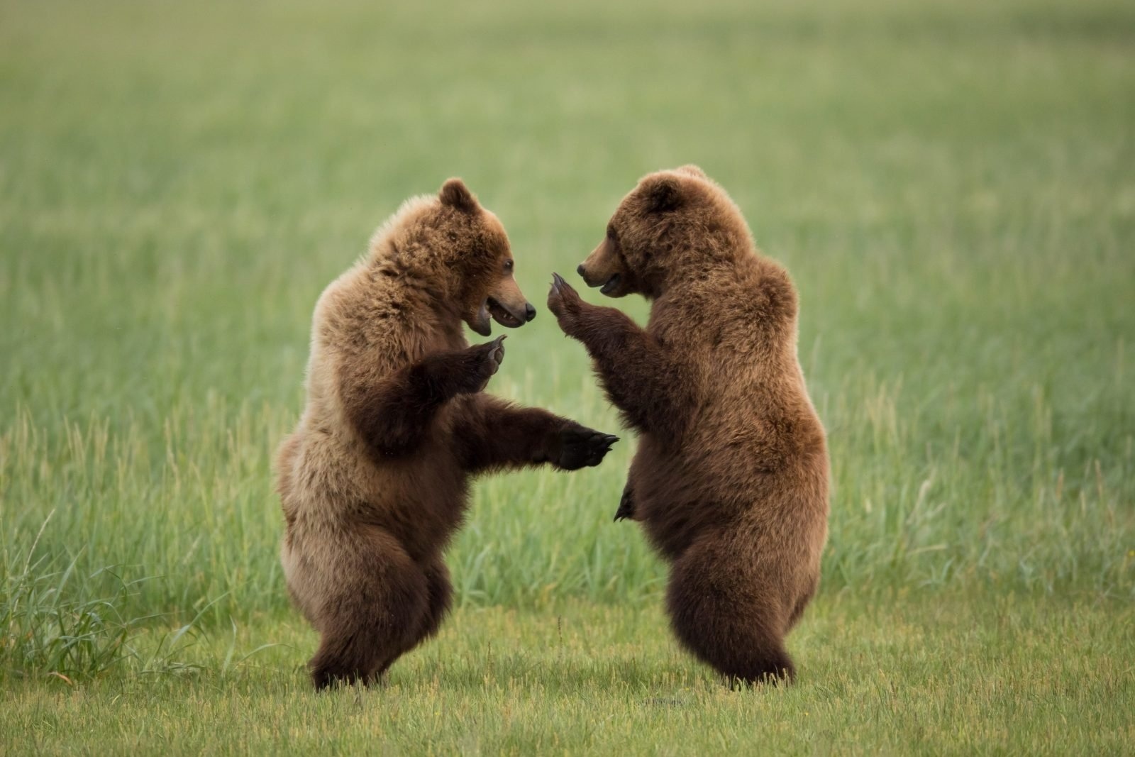 Ladushki - The photo, Animals, Wild animals, The Bears, Teddy bears