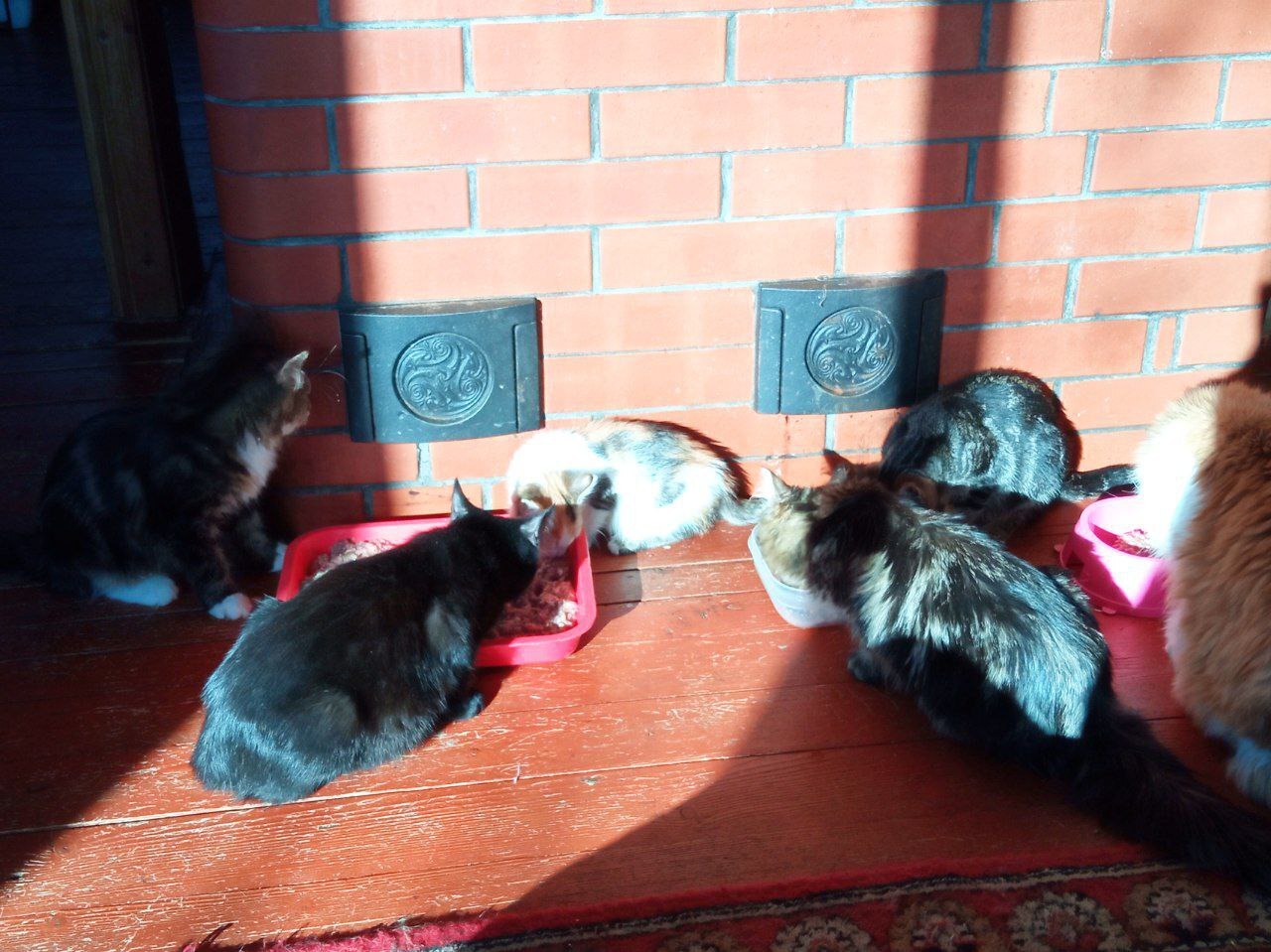 The cats I saved from the dachas where I live and have been saving them for 3.5 years - My, cat, Animal Rescue, Kittens, Homeless animals, Longpost, Found a home, Dacha, Helping animals, Animal shelter, The strength of the Peekaboo, Video, Vertical video