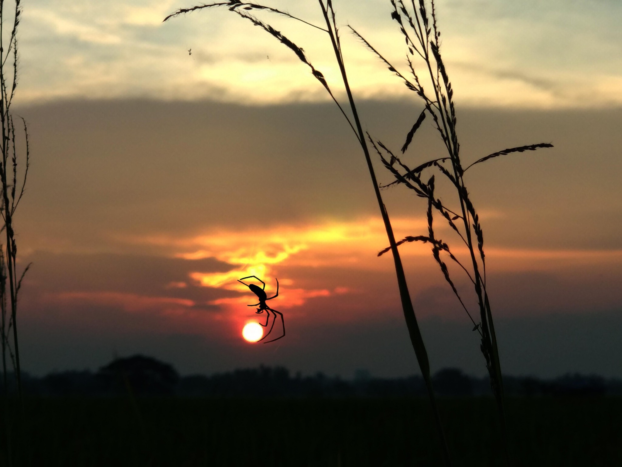 In tenacious paws - The photo, Spider, The sun, Sunset