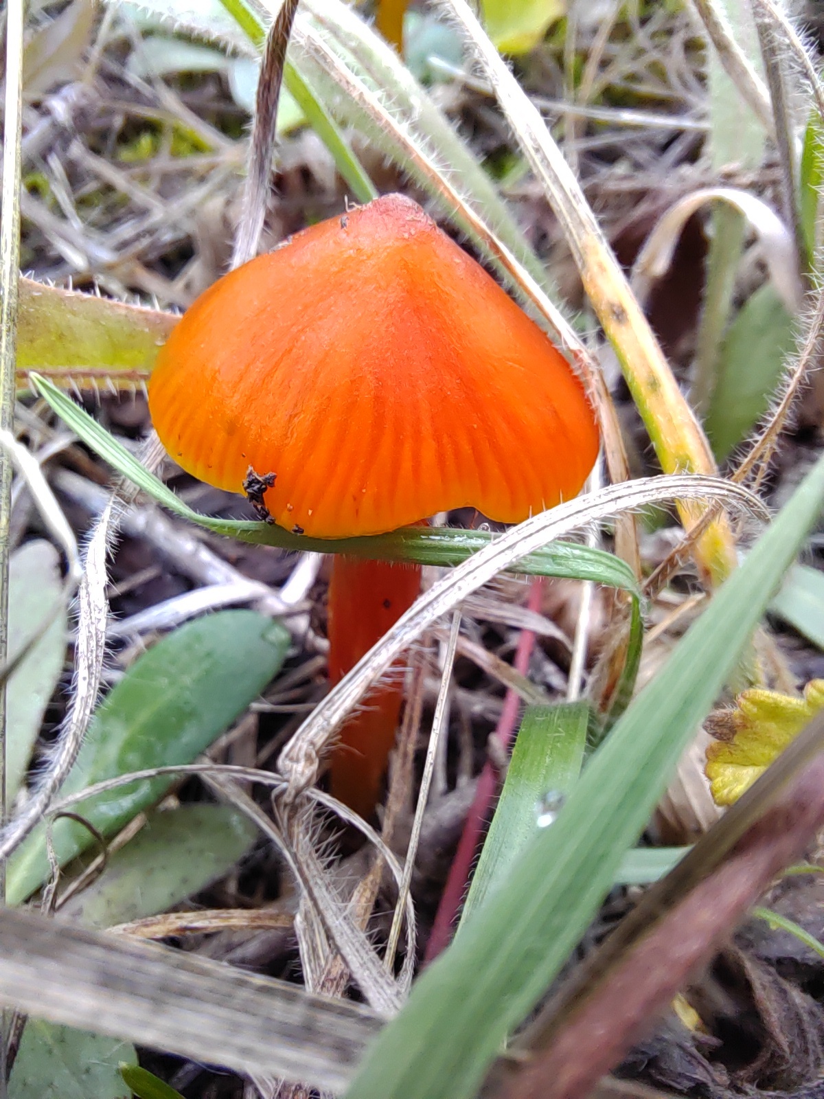 Quiet hunting for red hats - My, Mushrooms, Silent hunt, Forest, Longpost, Ginger mushrooms