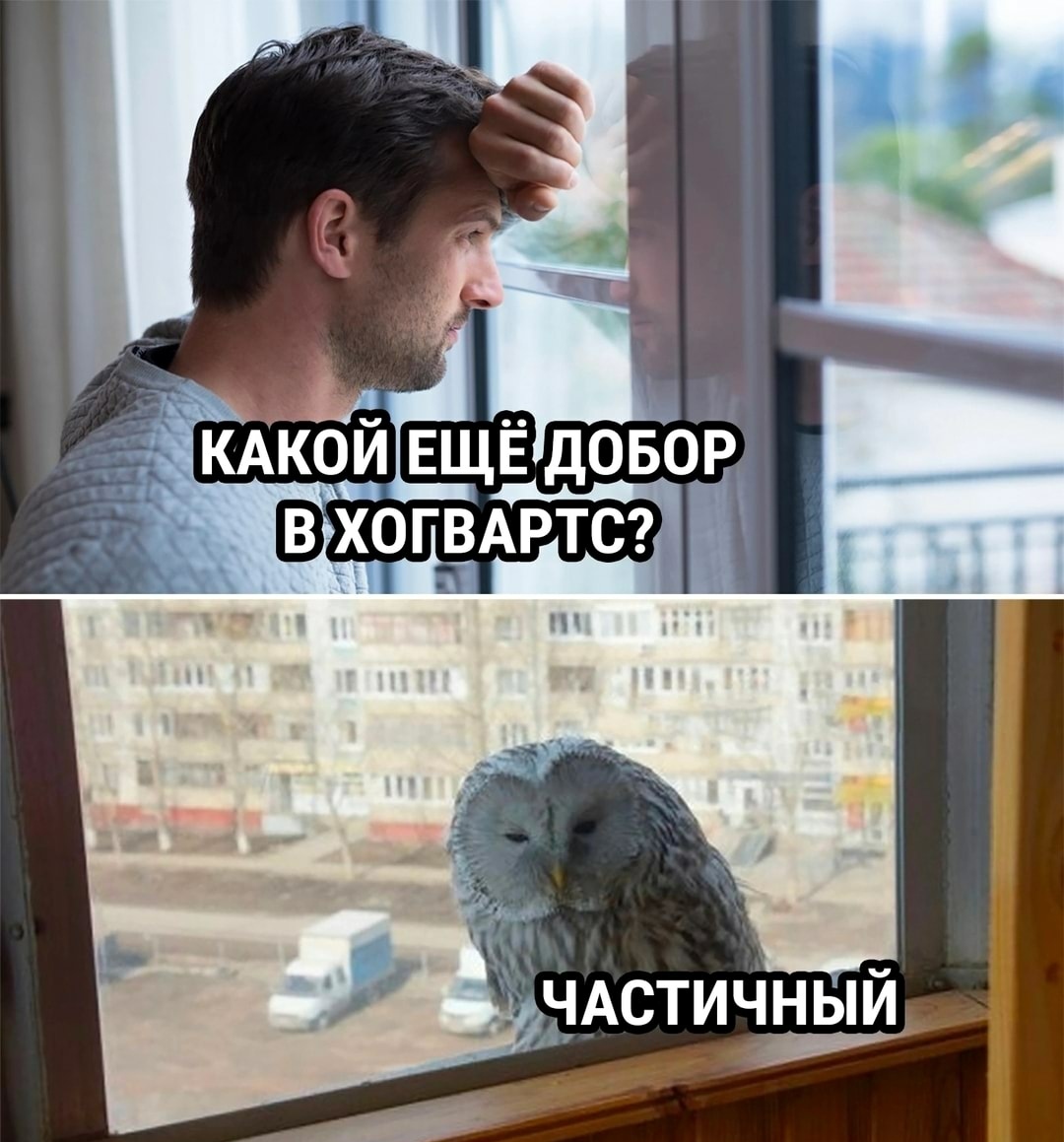 Actualochka - Picture with text, Humor, Hogwarts, Owl, Mobilization, Repeat