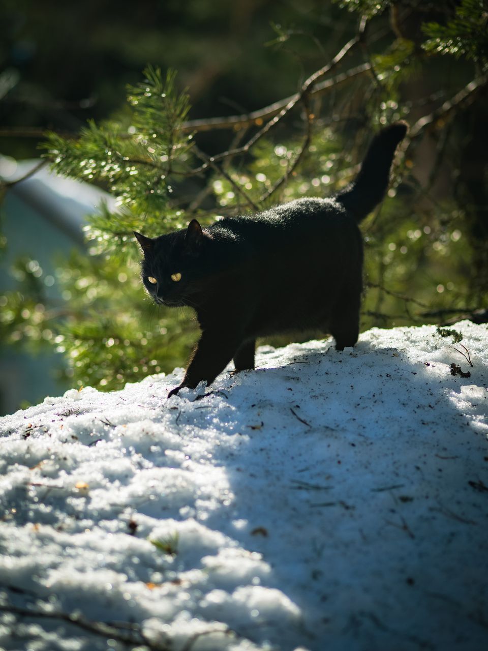 Winter walk - My, The photo, cat, Animals, Winter, Snow, Longpost