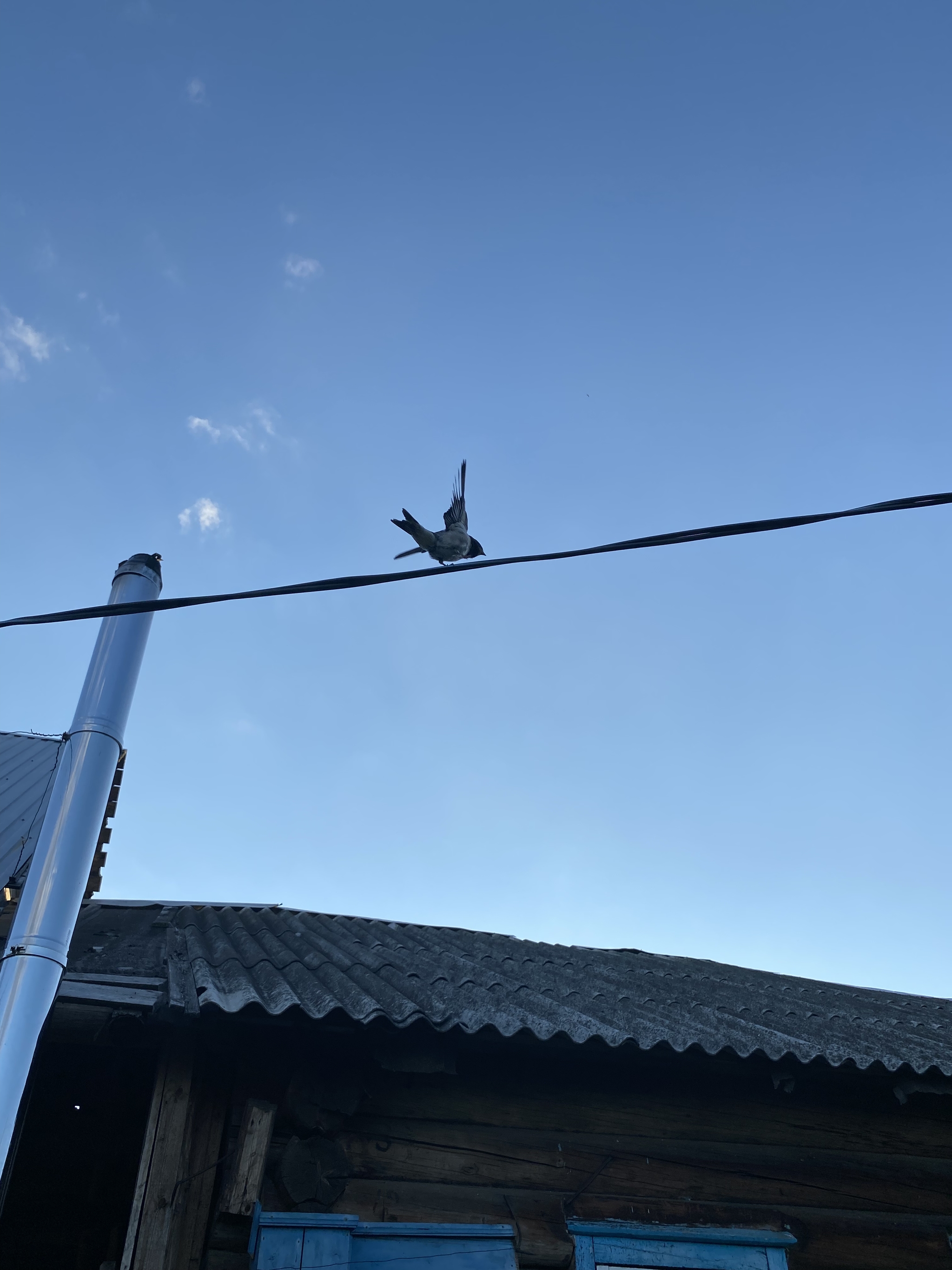 Продолжение поста «Милые птички» | Пикабу