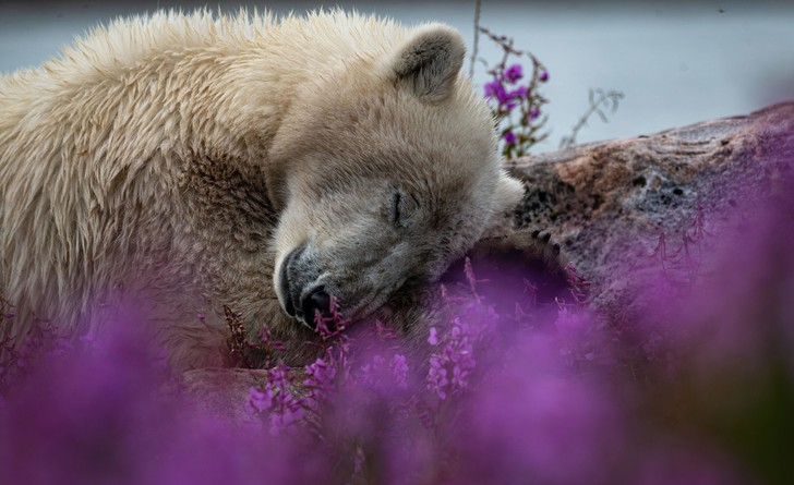 Our meetings with you purple flowers - Polar bear, Teddy bears, Lavender, Flowers, beauty, The Bears, Canada, Manitoba, North America, Wild animals, wildlife, The photo, Around the world, Longpost