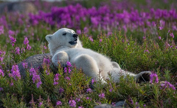 Our meetings with you purple flowers - Polar bear, Teddy bears, Lavender, Flowers, beauty, The Bears, Canada, Manitoba, North America, Wild animals, wildlife, The photo, Around the world, Longpost