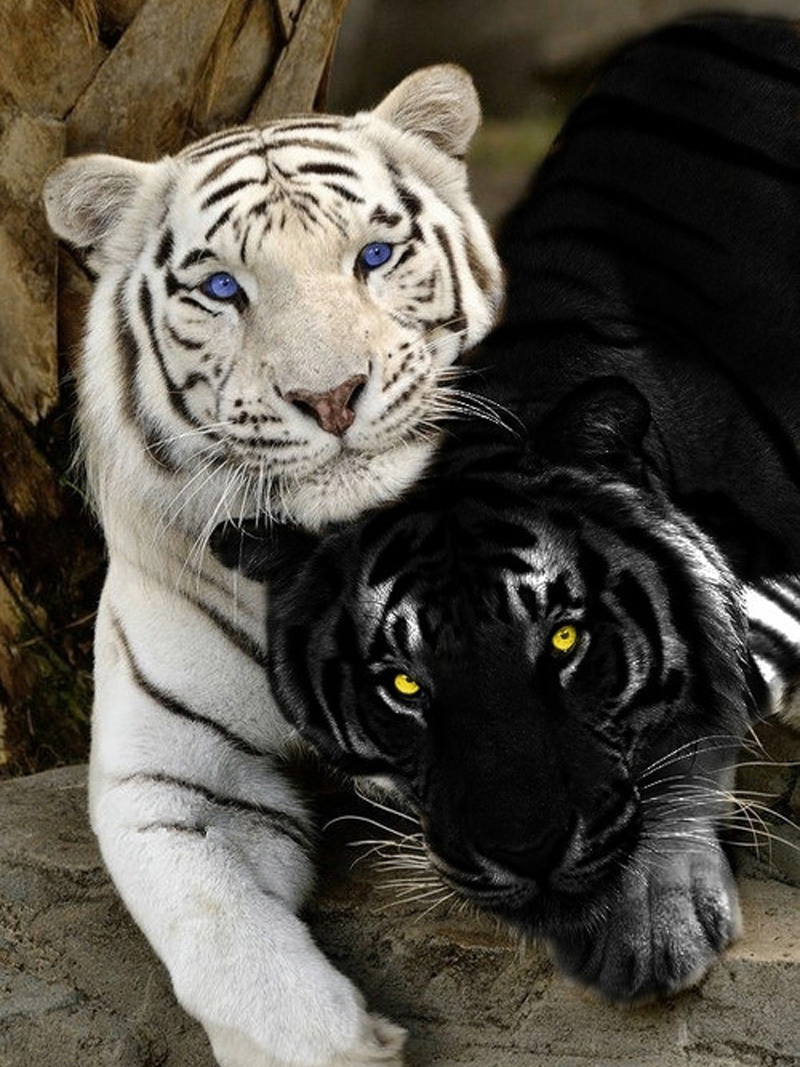 Yin Yang - Big cats, Wild animals, Tiger, Black and white, Rarity, Photoshop