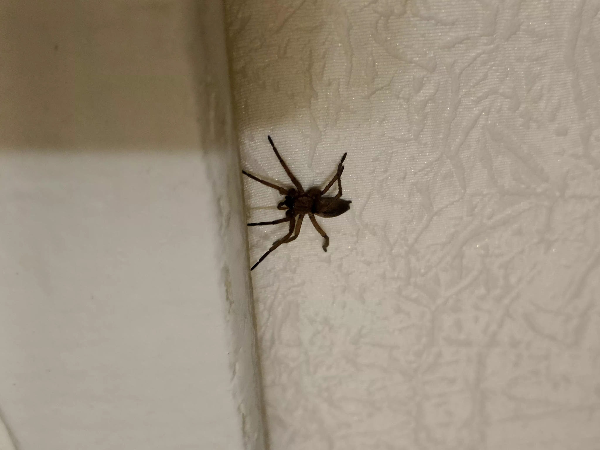 Identification of grandfather Shnyuk - My, Arachnology, Help me find, Spider